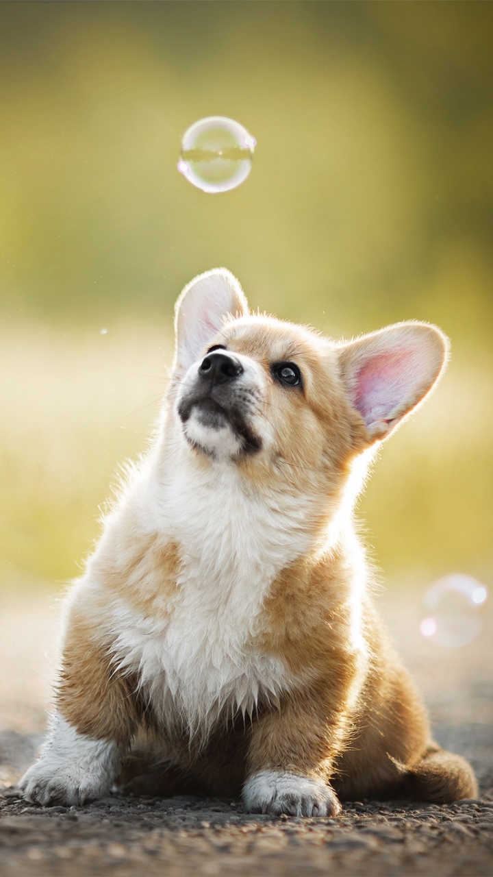 Download mobile wallpaper Dogs, Dog, Animal, Puppy, Bubble, Corgi for free.