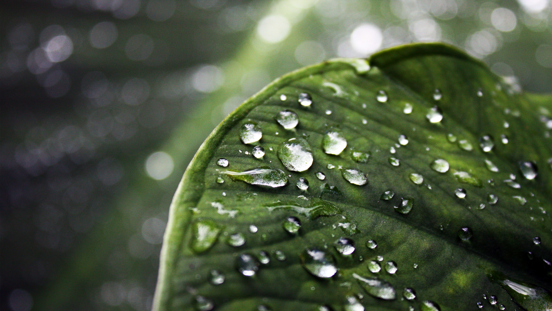 Download mobile wallpaper Water Drop, Leaf, Water, Earth for free.