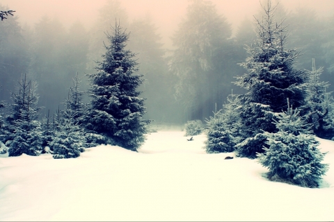 Laden Sie das Landschaft, Winter, Schnee, Wald, Nebel, Szene, Szenisch, Erde/natur-Bild kostenlos auf Ihren PC-Desktop herunter