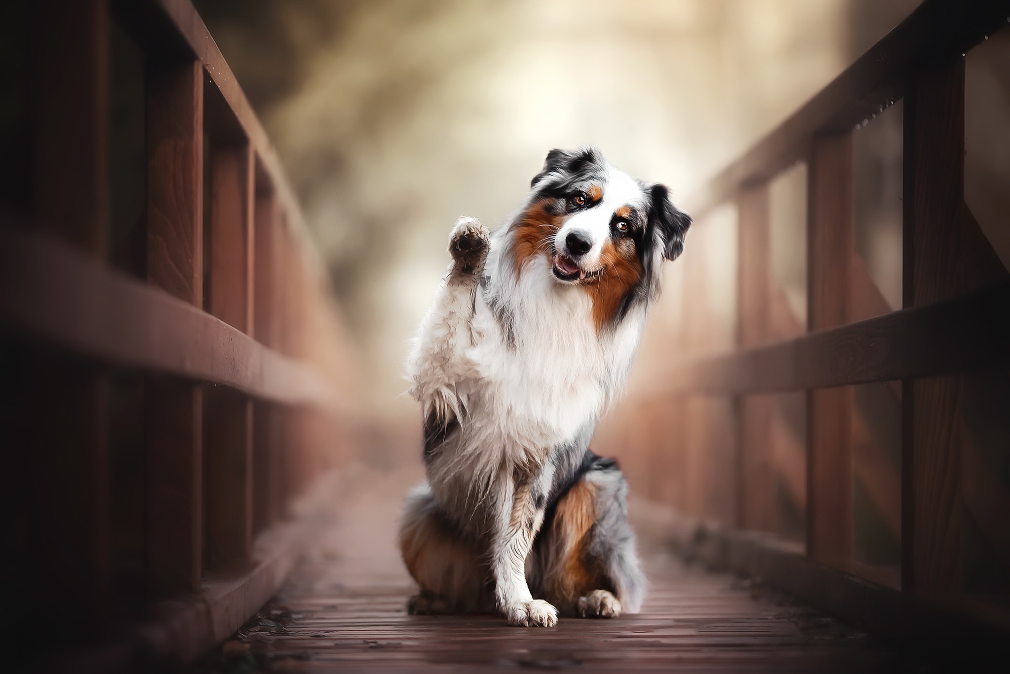 Download mobile wallpaper Dogs, Dog, Animal, Australian Shepherd, Depth Of Field for free.