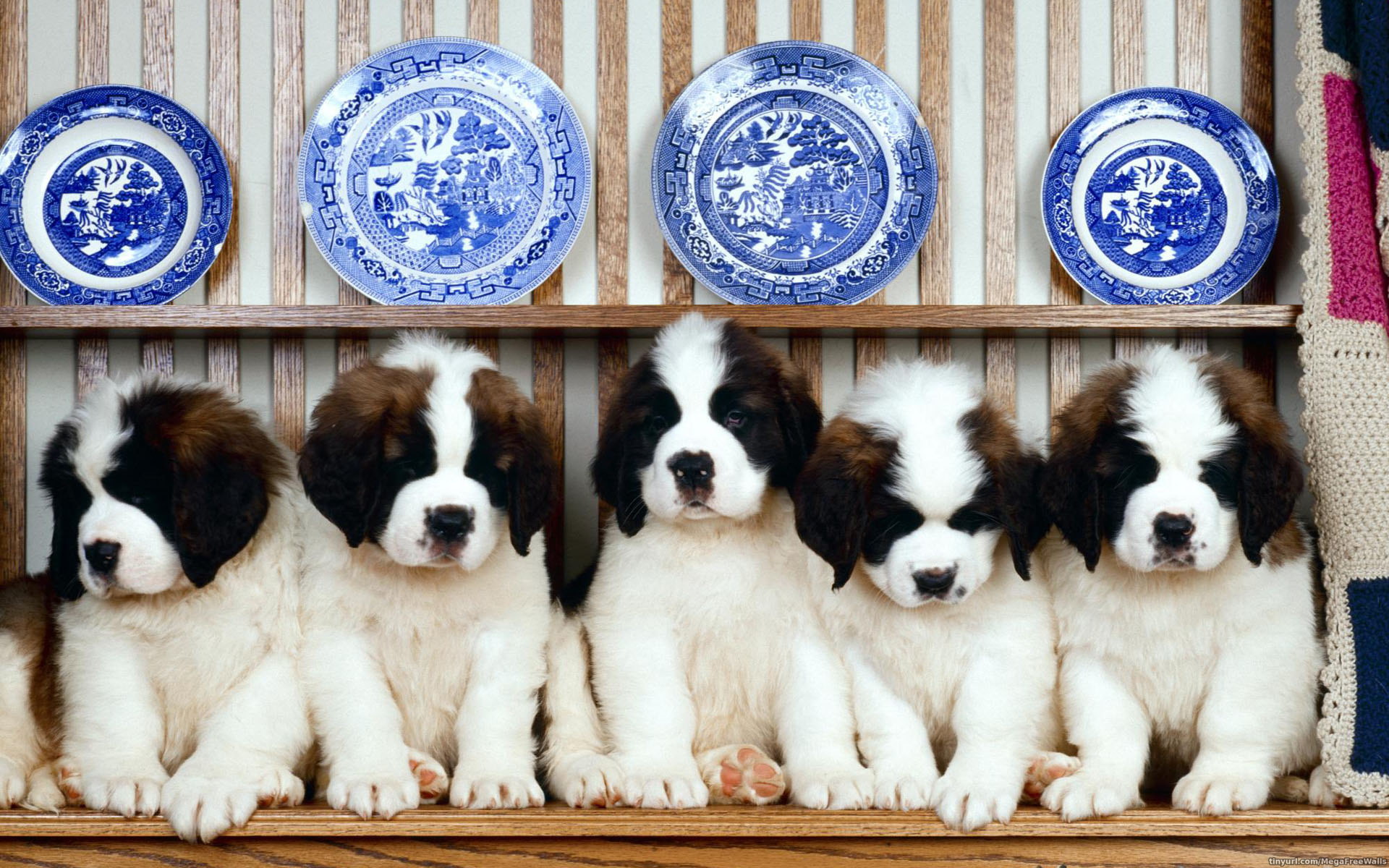 1459066画像をダウンロード子犬, 動物, 可愛い, 犬, セントバーナード-壁紙とスクリーンセーバーを無料で