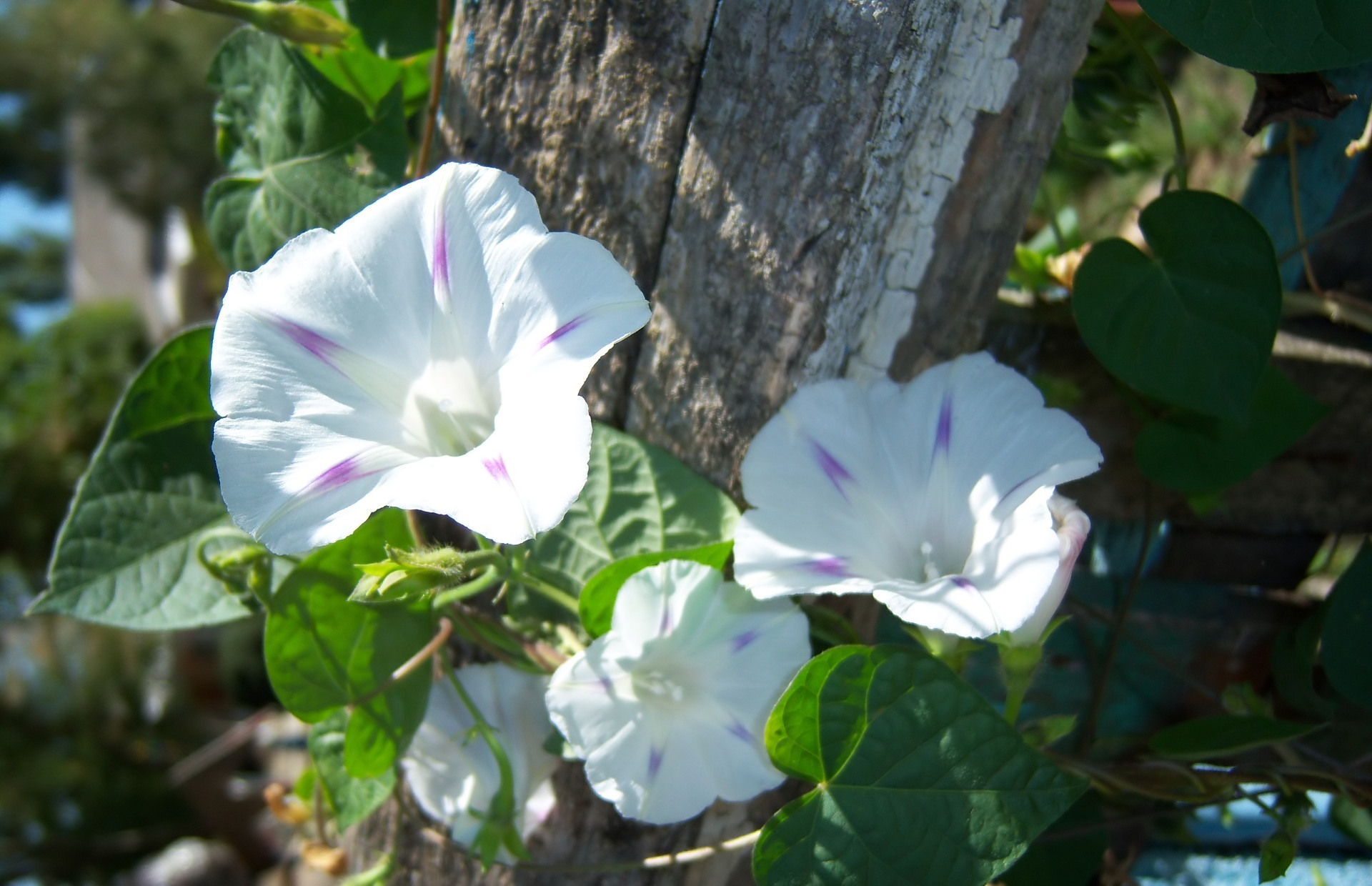 Handy-Wallpaper Blumen, Blume, Erde/natur kostenlos herunterladen.