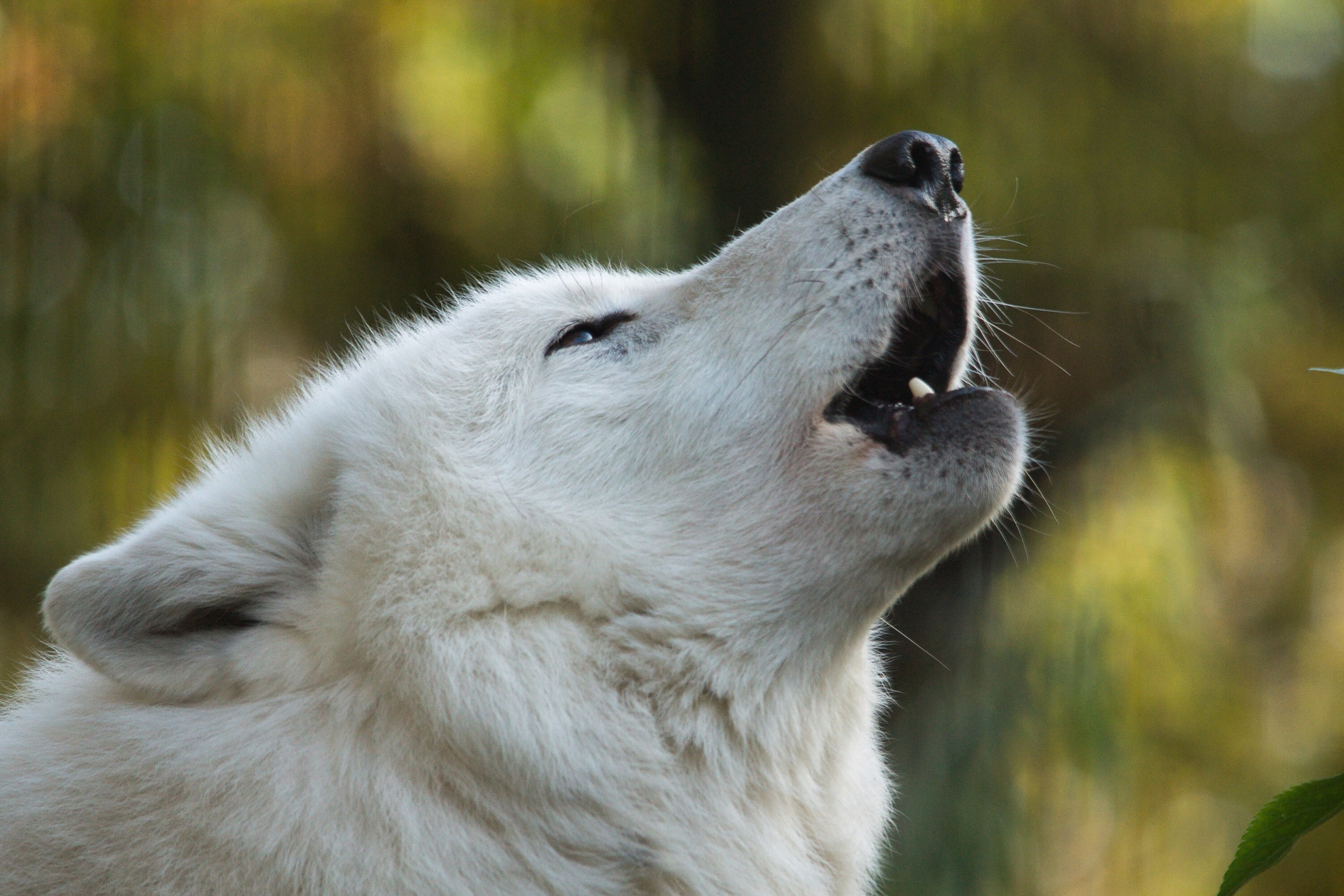 402784壁紙のダウンロード動物, 狼, ハウリング, 銃口, 白いオオカミ, オオカミ-スクリーンセーバーと写真を無料で