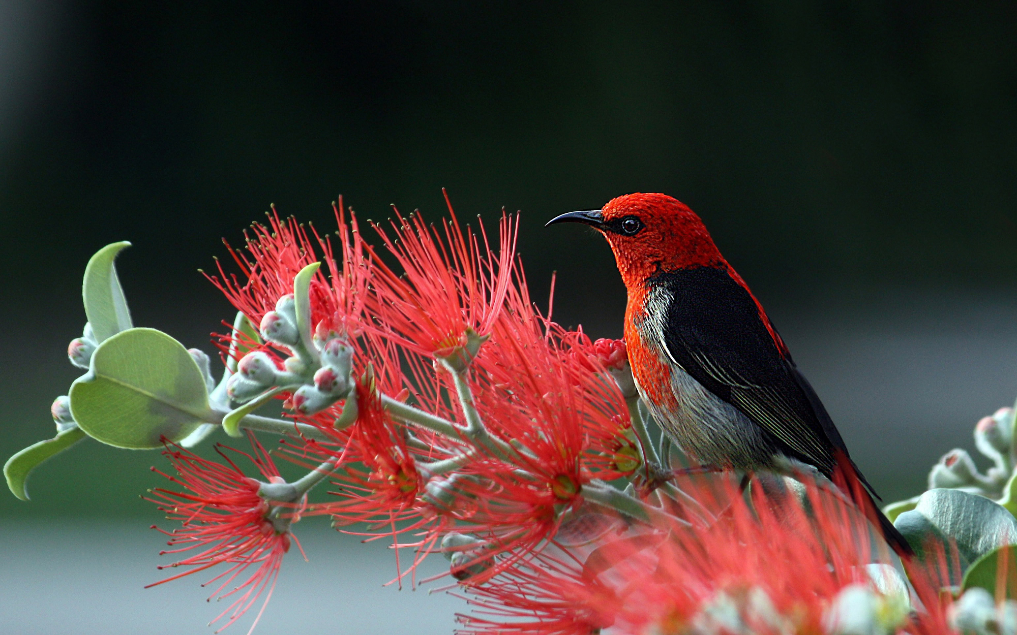 Free download wallpaper Birds, Bird, Animal, Scarlet Honeyeater, Scarlet Myzomela on your PC desktop
