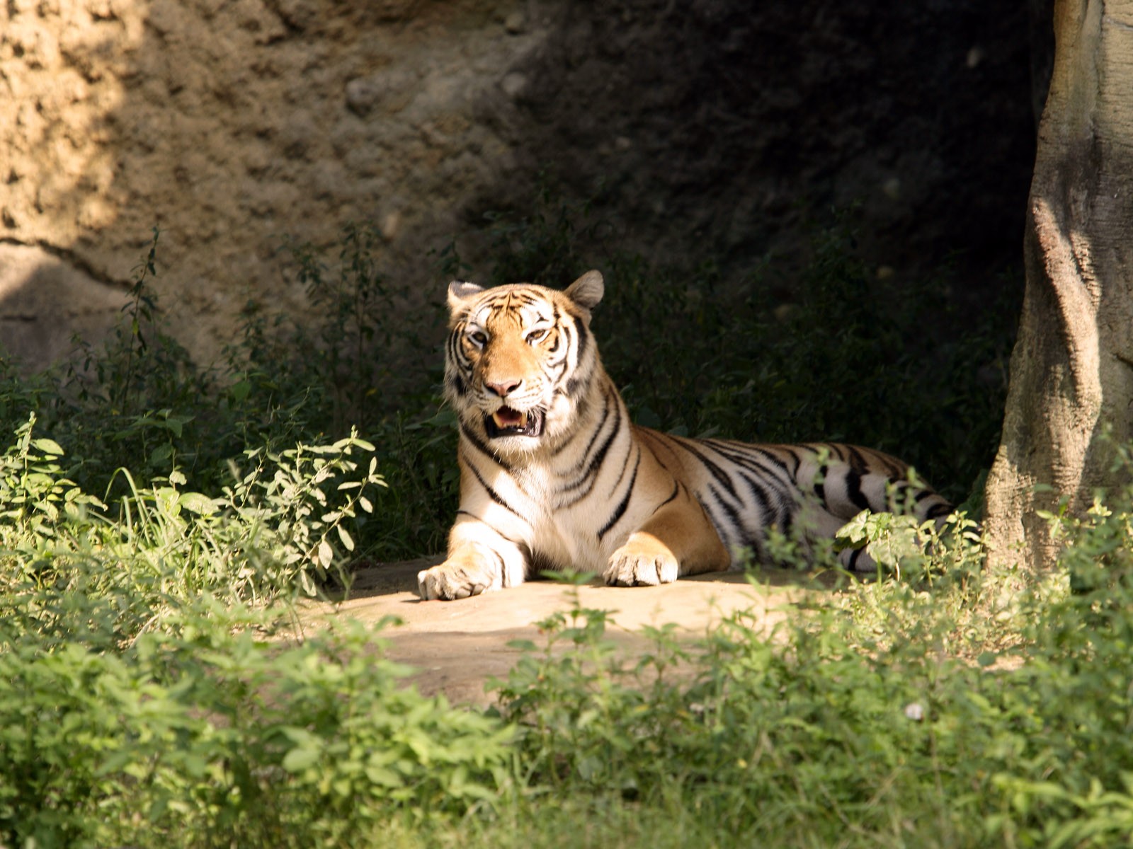 Baixe gratuitamente a imagem Animais, Gatos, Tigre na área de trabalho do seu PC