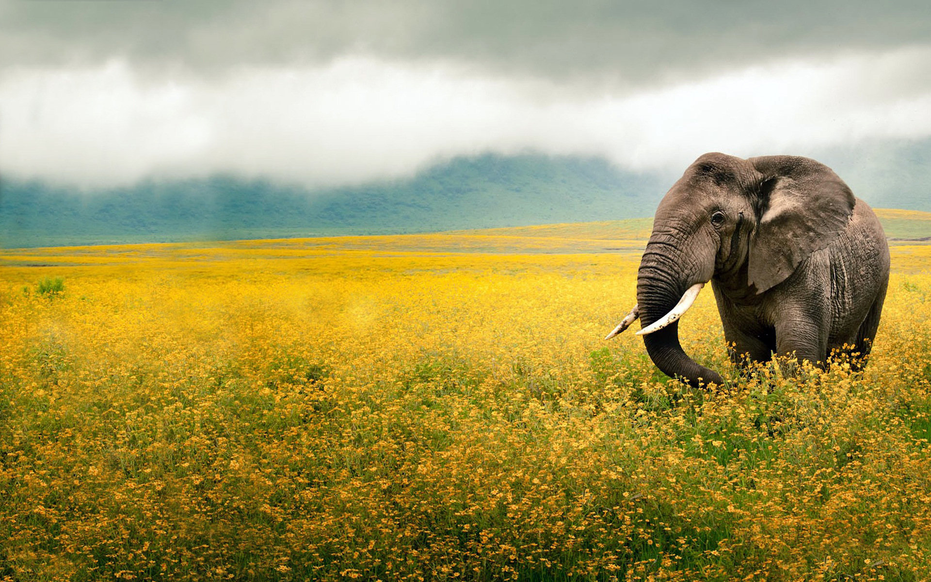 Скачать обои бесплатно Животные, Слон, Африканский Слон картинка на рабочий стол ПК