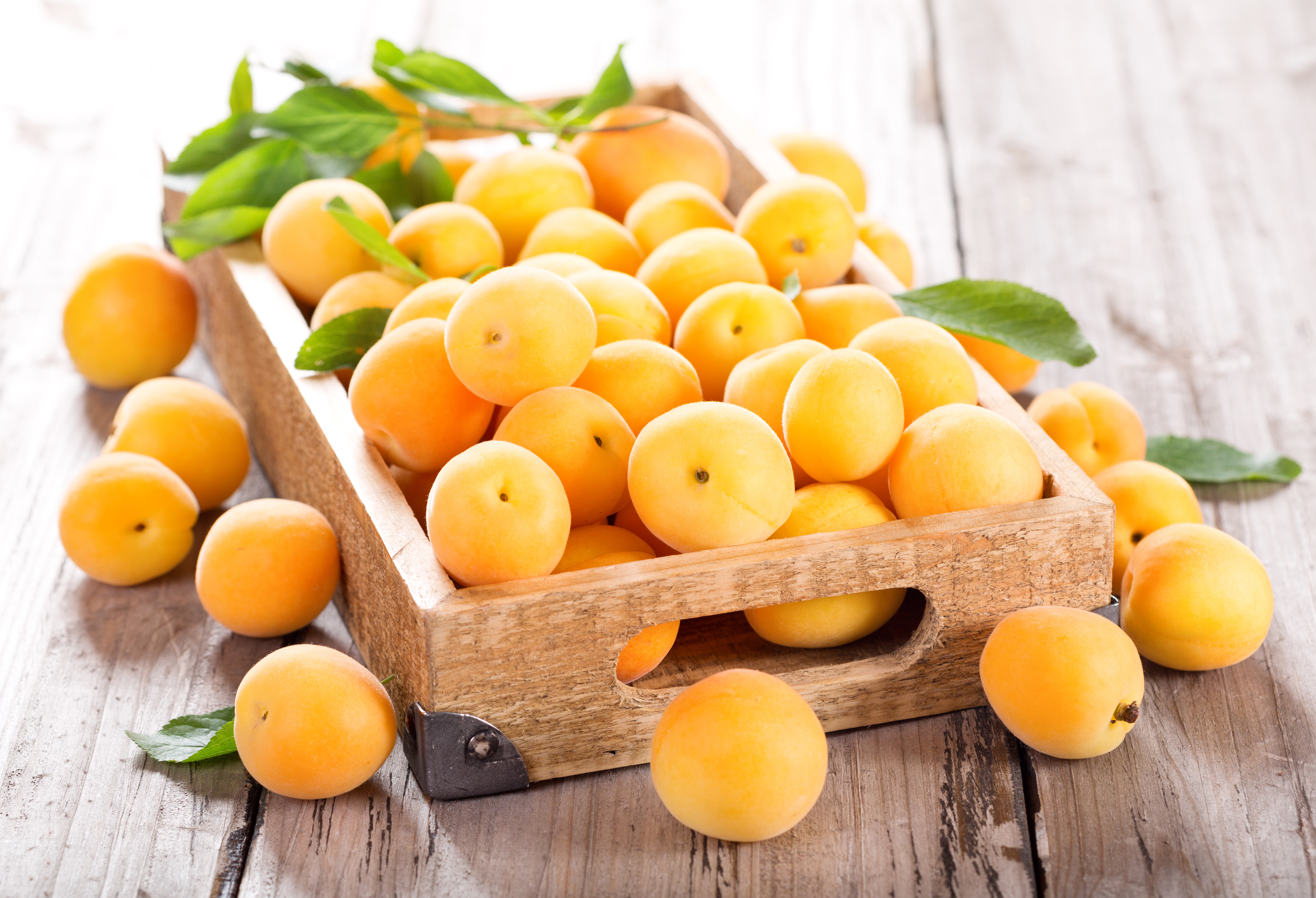 Free download wallpaper Food, Fruit, Apricot on your PC desktop