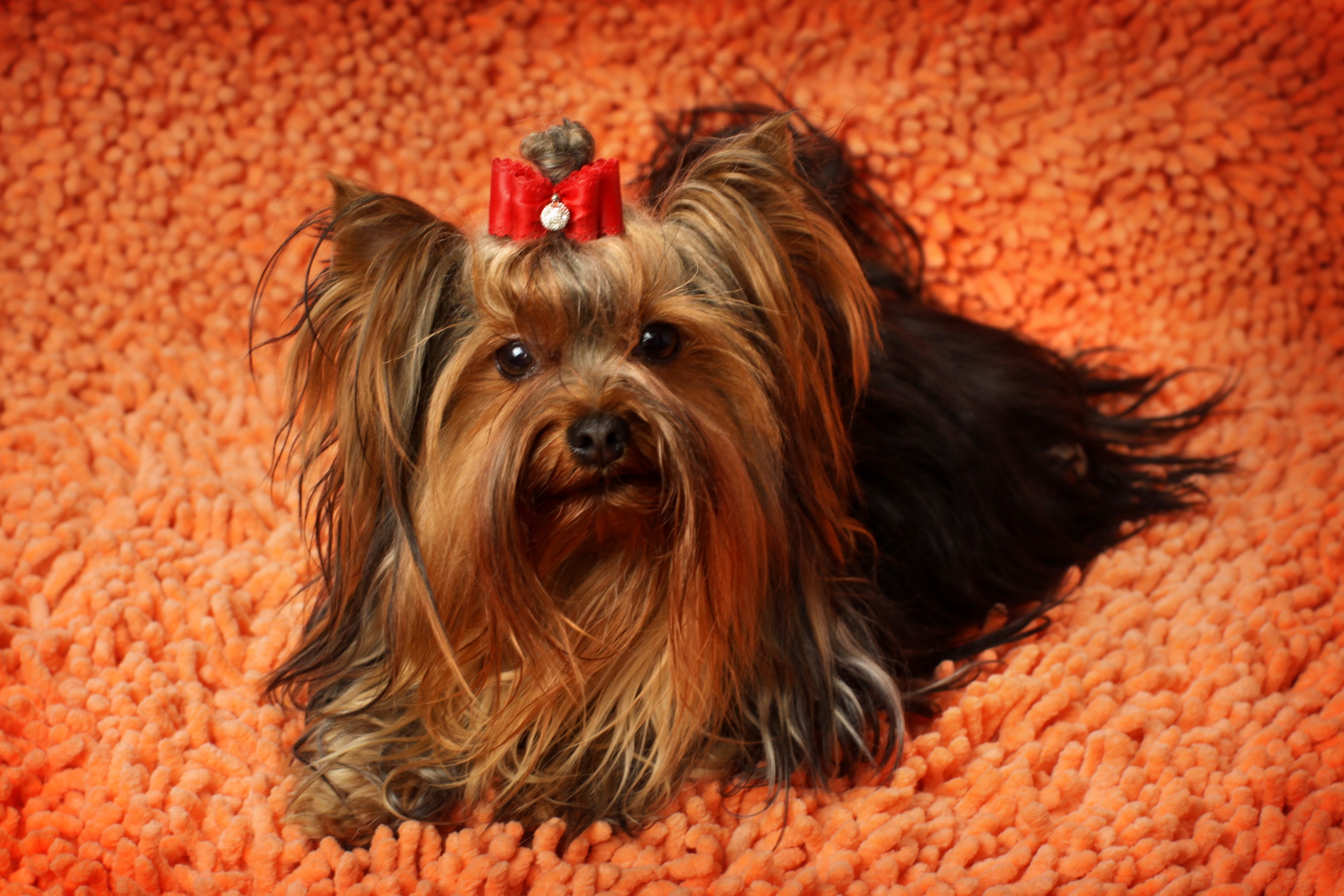 Download mobile wallpaper Fluffy, Muzzle, Dog, Animals, Yorkshire Terrier for free.