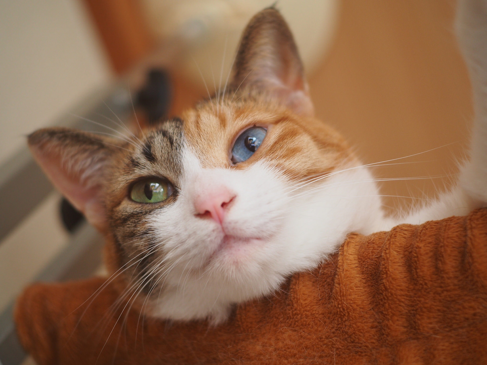 Laden Sie das Tiere, Katzen, Katze, Heterochromie, Starren-Bild kostenlos auf Ihren PC-Desktop herunter