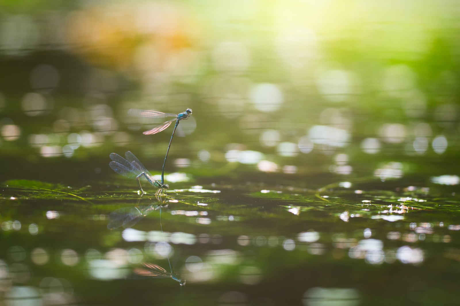 Download mobile wallpaper Water, Insects, Macro, Insect, Animal, Bokeh, Dragonfly for free.