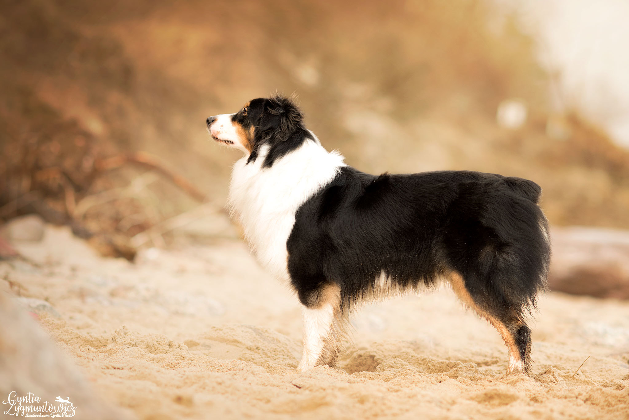 PCデスクトップに動物, 犬, オーストラリアン シェパード画像を無料でダウンロード