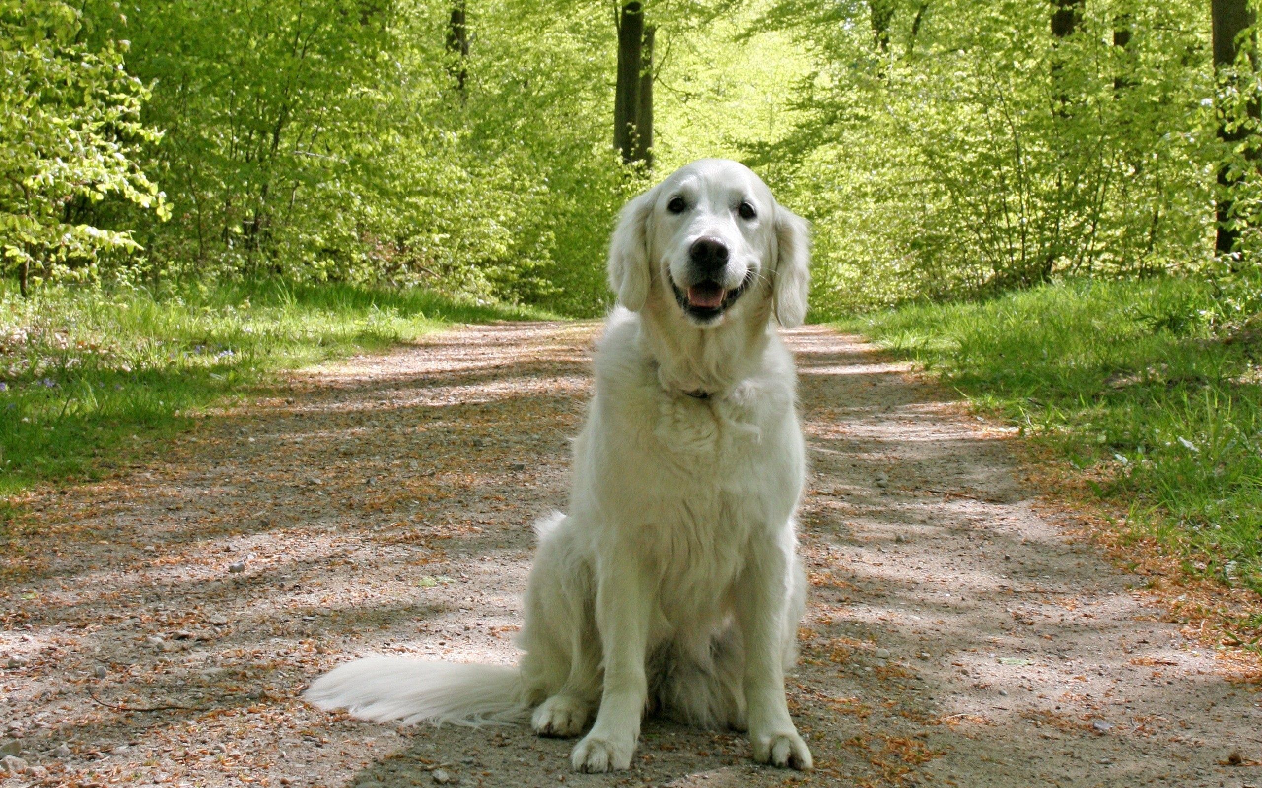 Handy-Wallpaper Hund, Tiere, Grass, Sitzen, Wald kostenlos herunterladen.