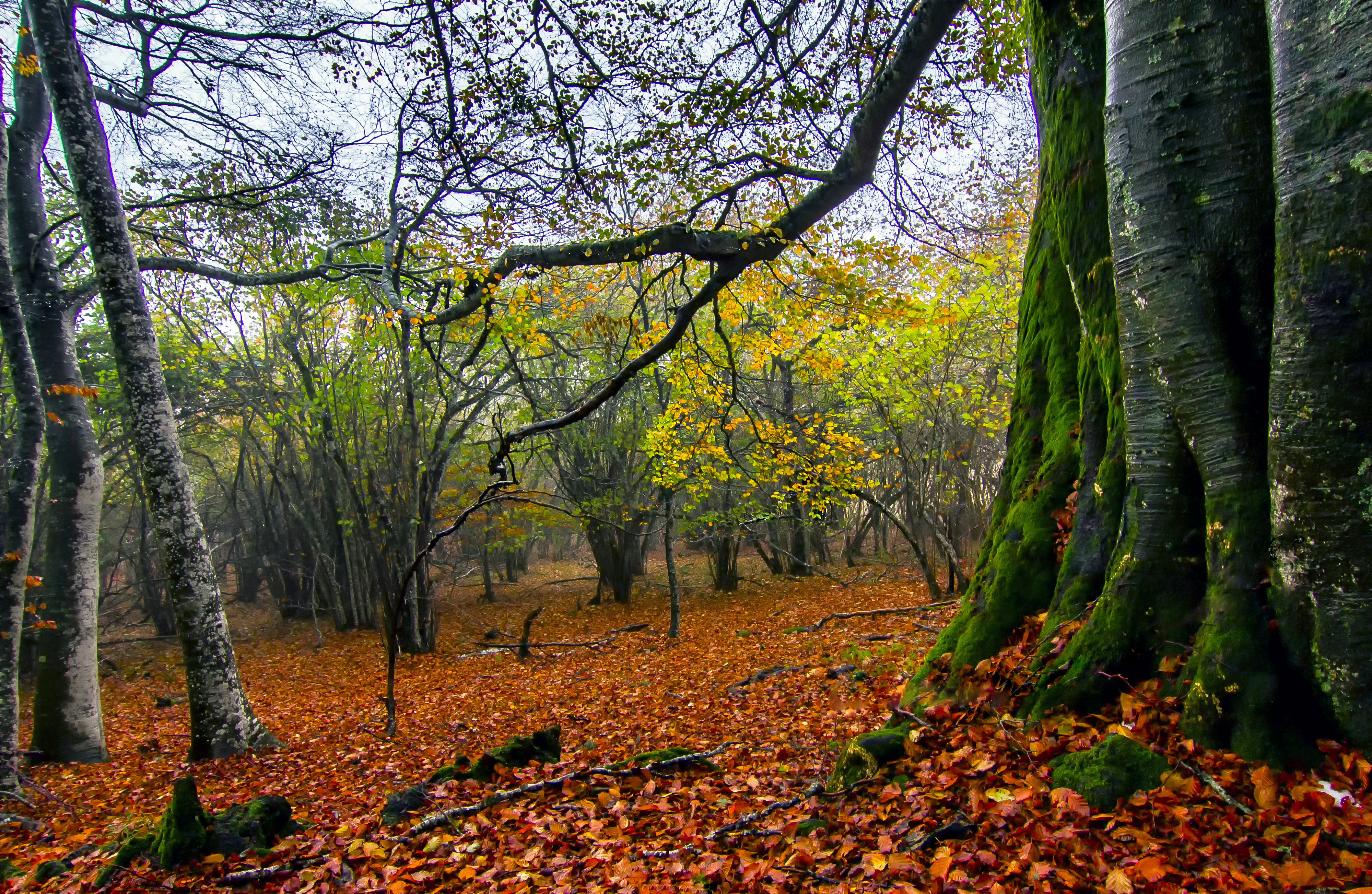 Скачать обои бесплатно Природа, Осень, Лес, Дерево, Земля/природа картинка на рабочий стол ПК