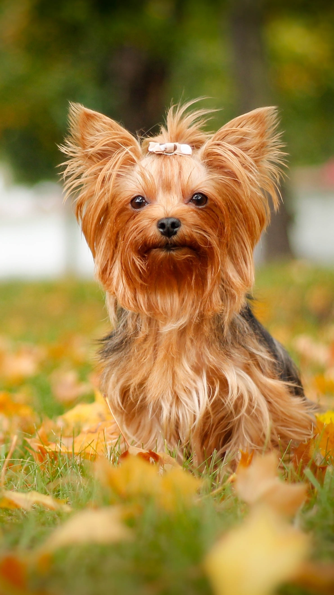 Download mobile wallpaper Dogs, Dog, Animal, Yorkshire Terrier, Cute for free.