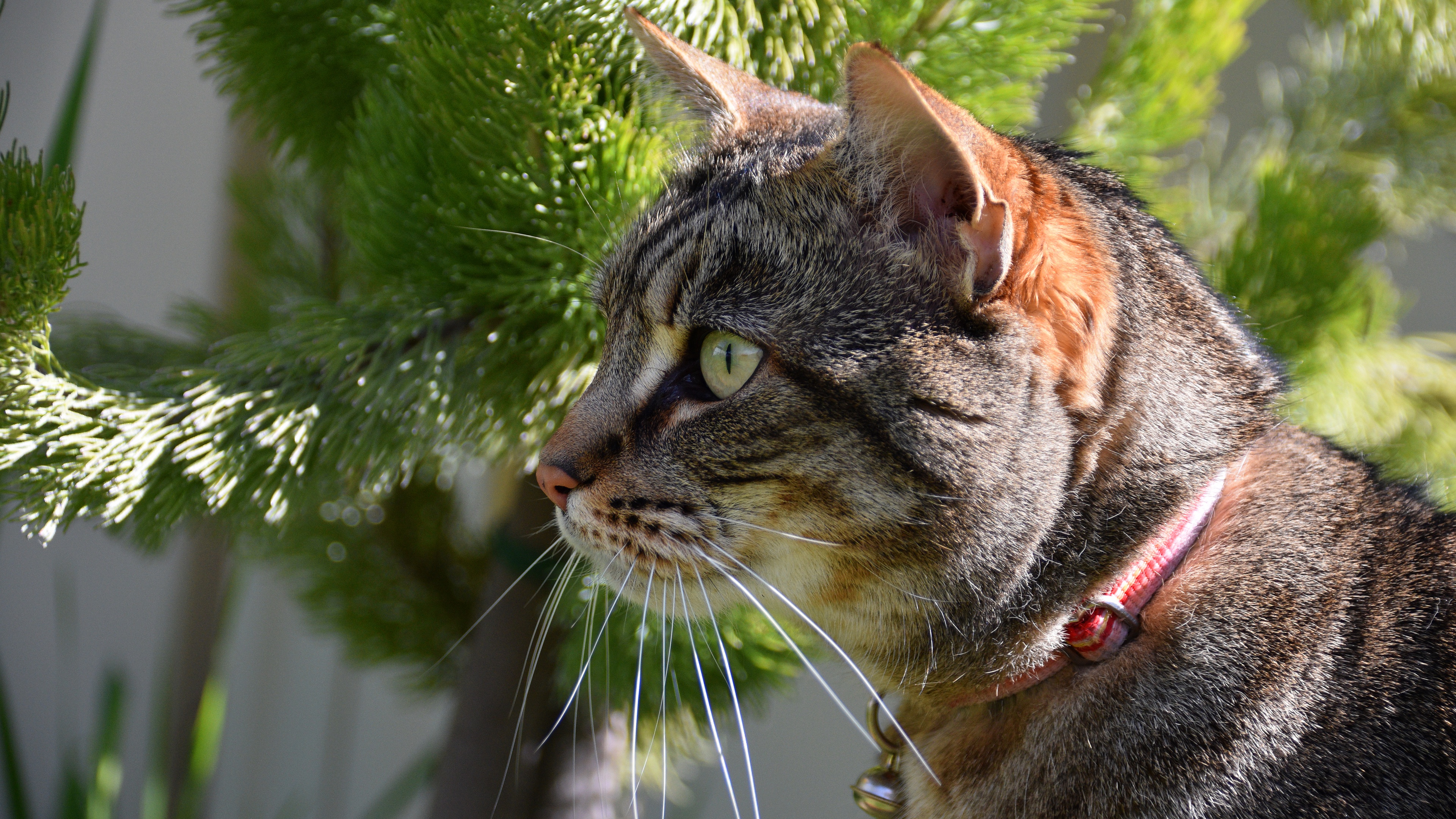 Descarga gratuita de fondo de pantalla para móvil de Animales, Gatos, Gato.