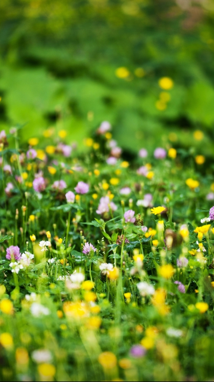 Descarga gratuita de fondo de pantalla para móvil de Flores, Flor, Tierra/naturaleza.