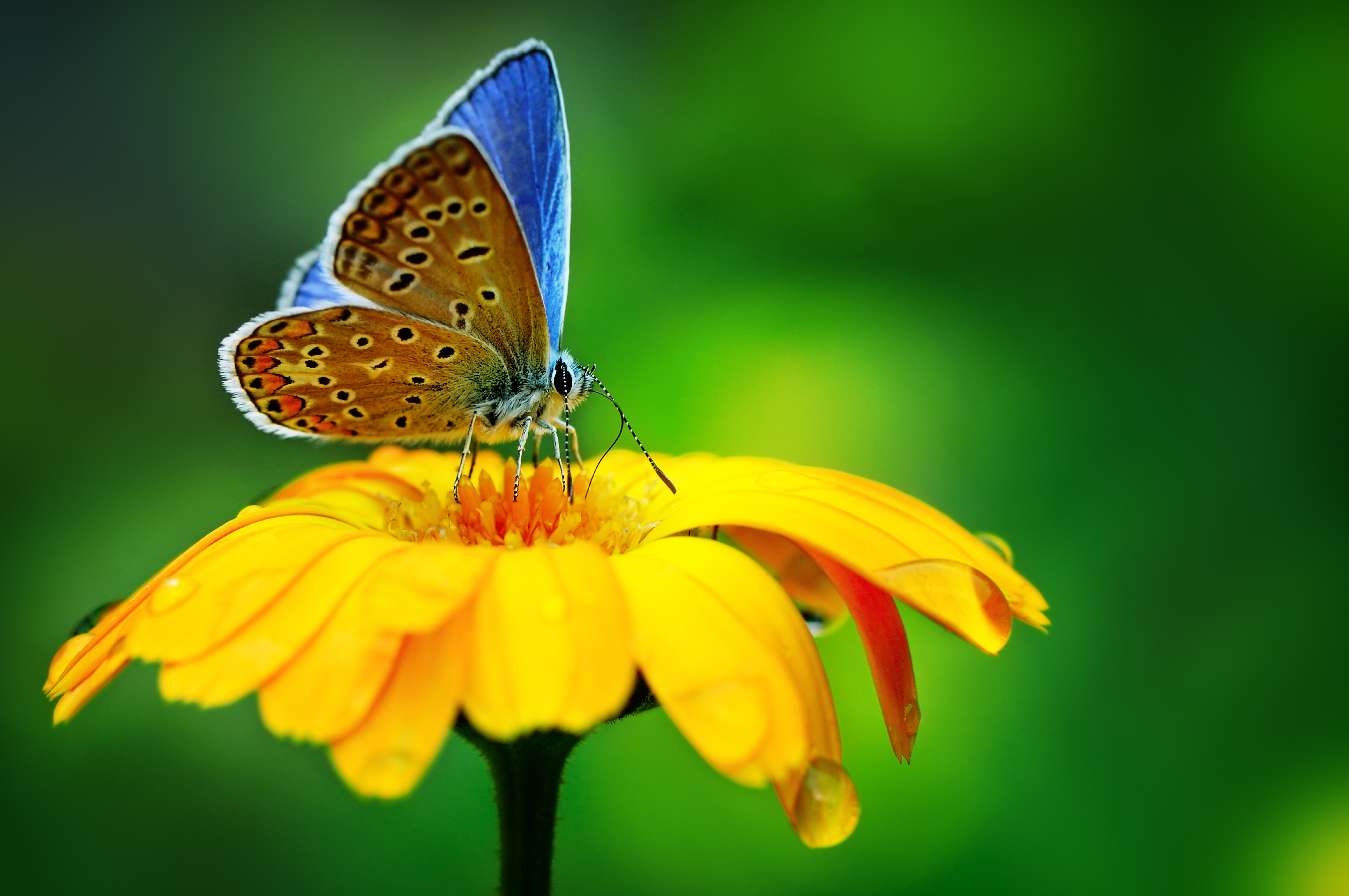 Free download wallpaper Flower, Macro, Insect, Butterfly, Animal, Yellow Flower on your PC desktop
