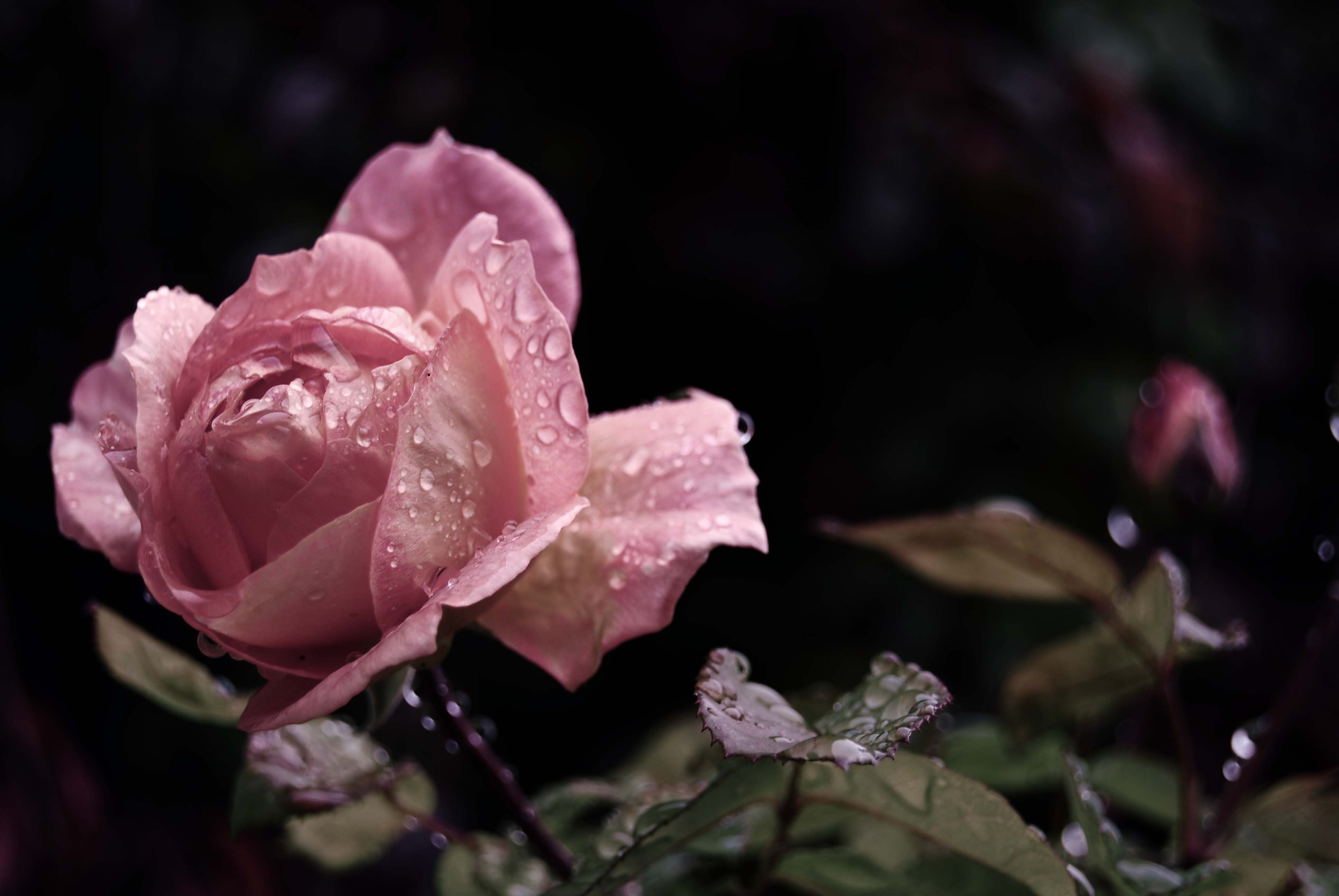 Laden Sie das Blätter, Rose, Bud, Knospe, Drops, Blume, Blumen, Regen-Bild kostenlos auf Ihren PC-Desktop herunter