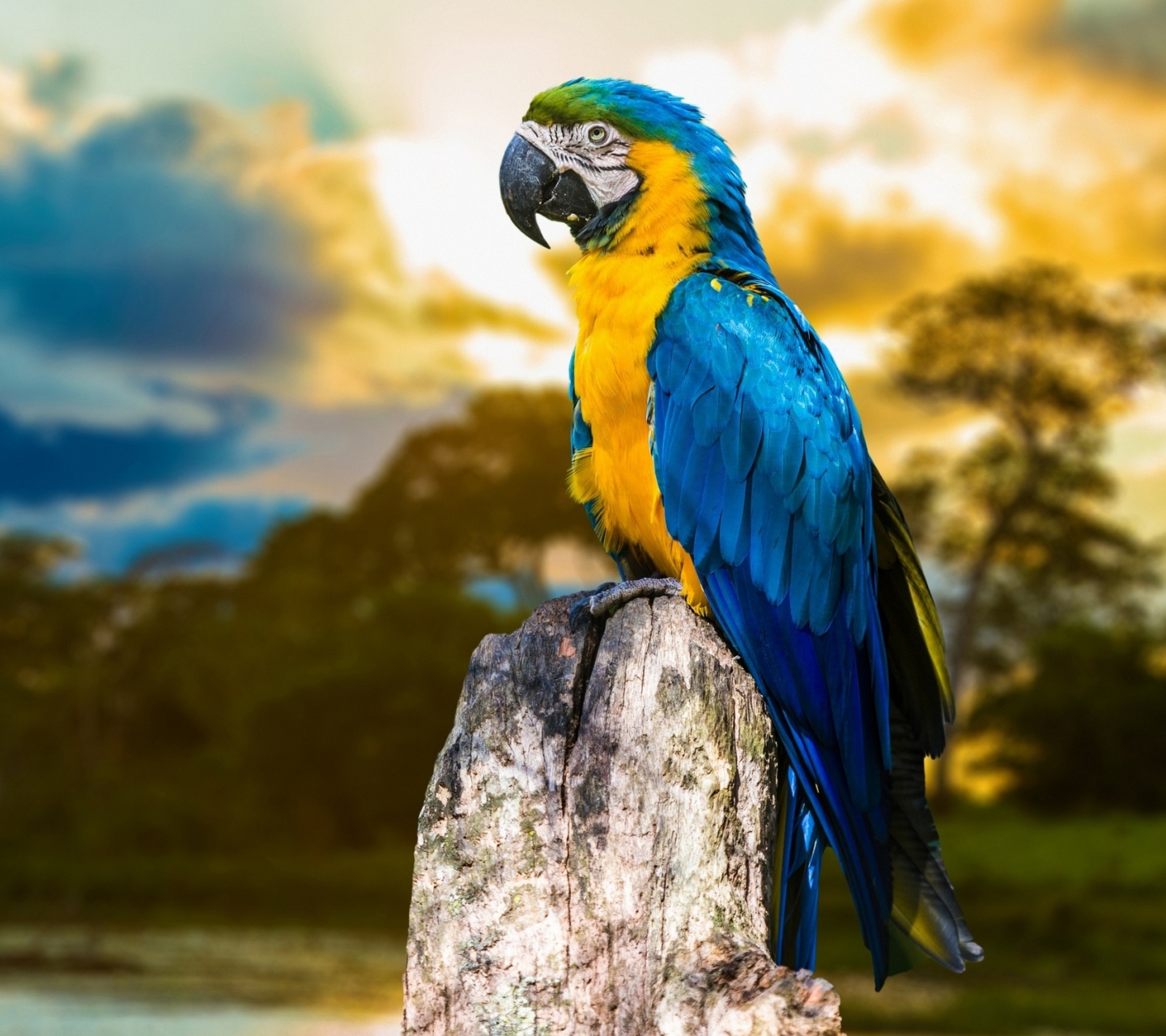 無料モバイル壁紙動物, 鳥, 青と黄色のコンゴウインコをダウンロードします。
