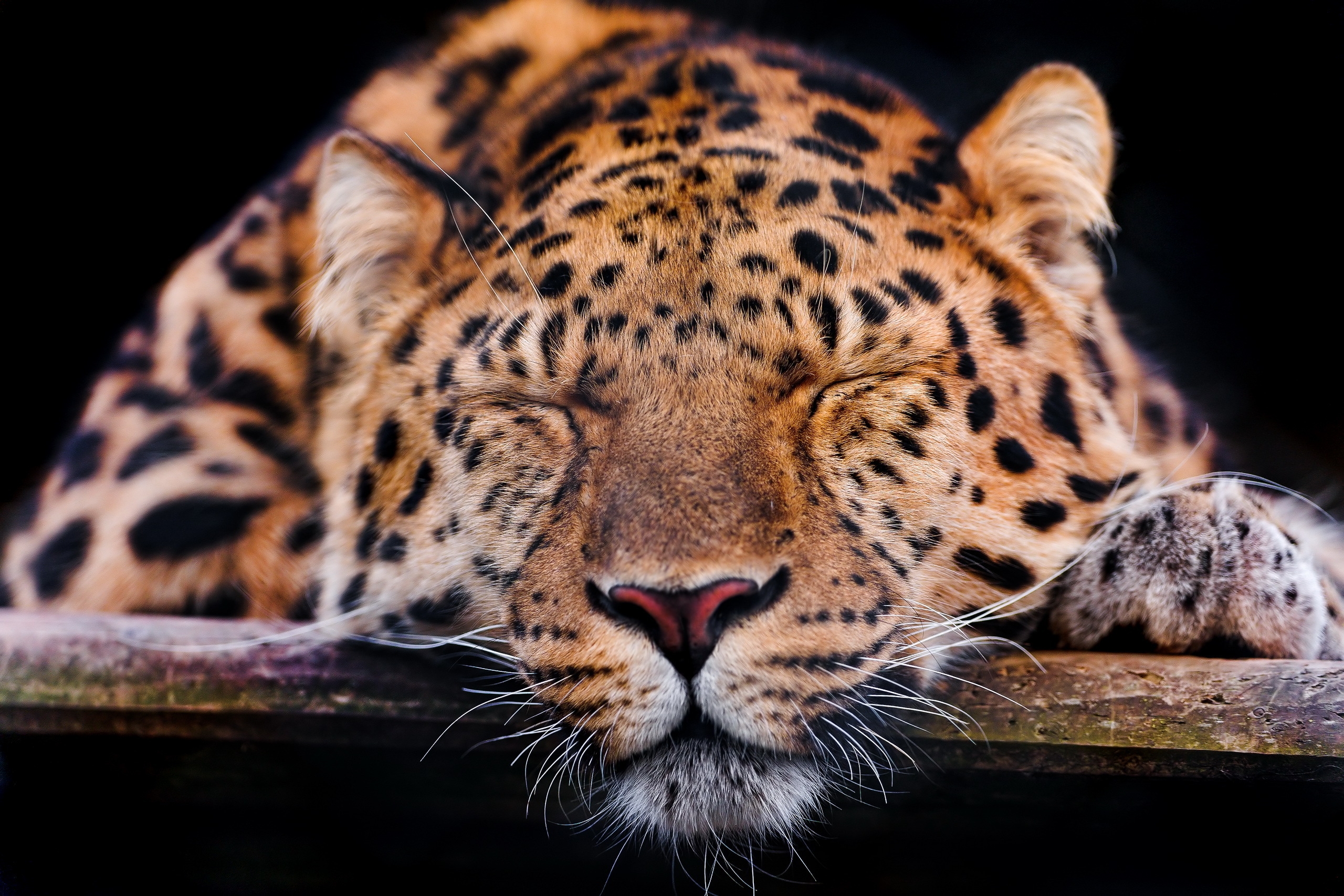 predator, animals, leopard, muzzle, sleep, dream 4K, Ultra HD