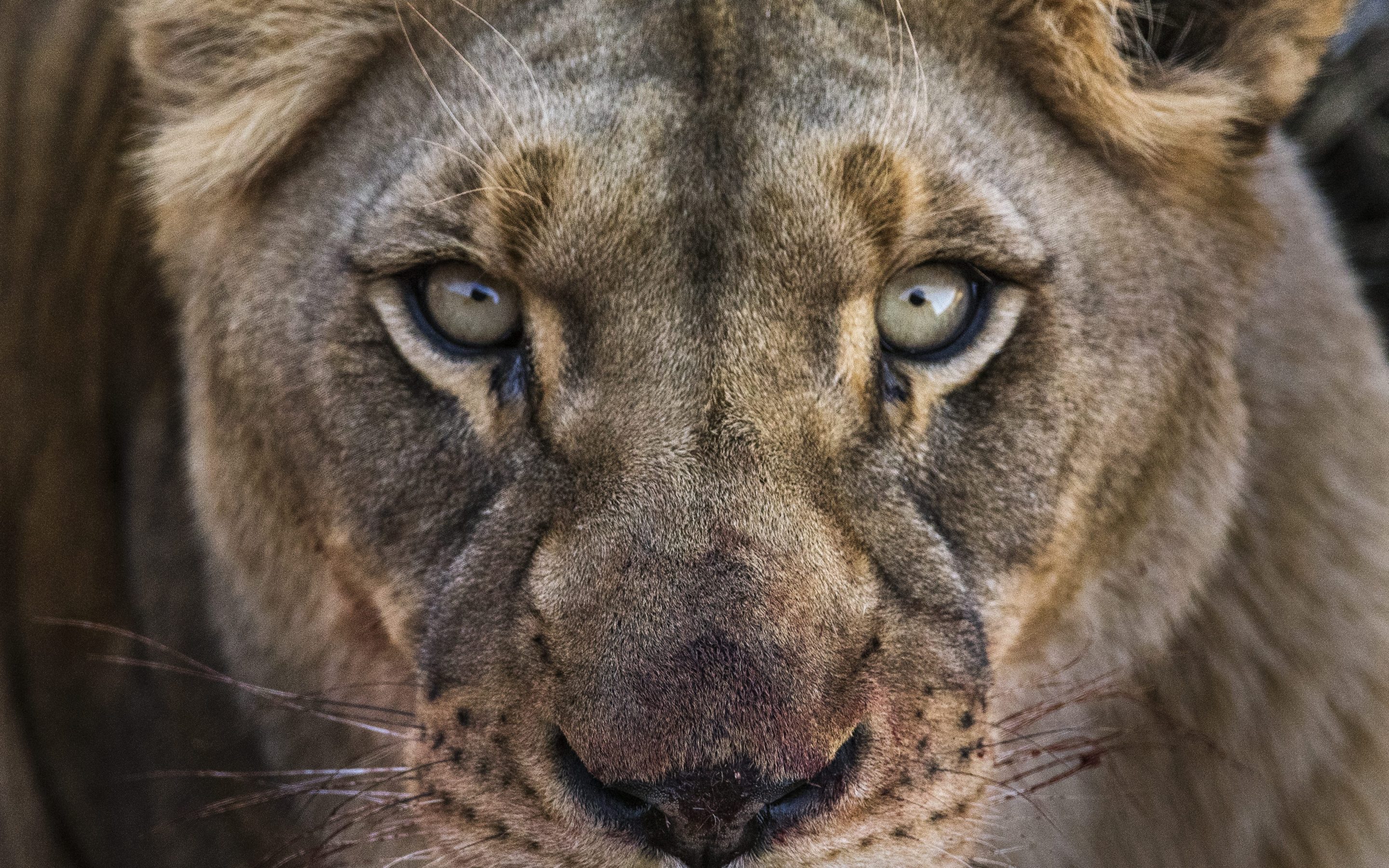 Free download wallpaper Cats, Close Up, Lion, Animal, Face on your PC desktop