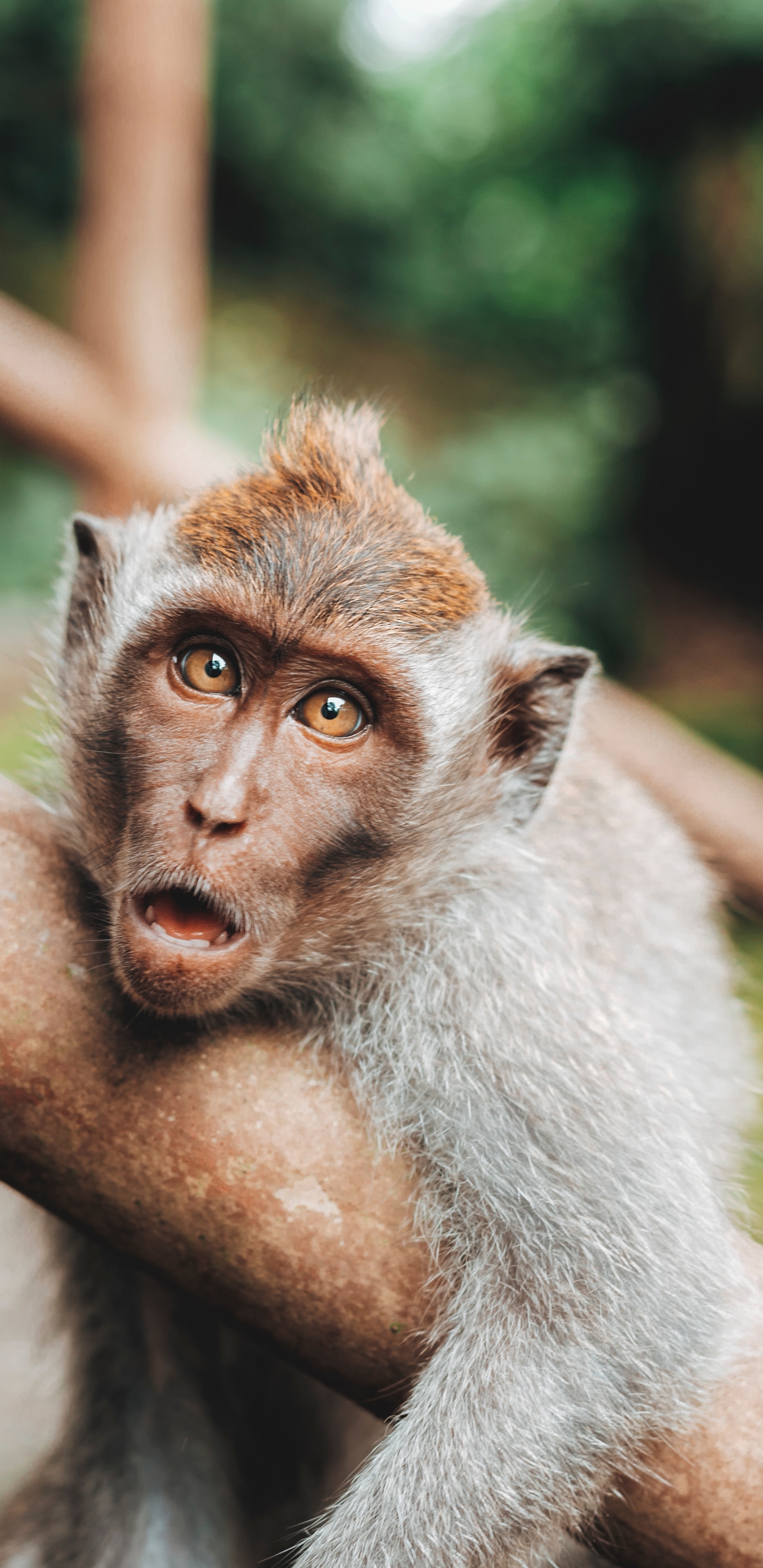 Download mobile wallpaper Monkeys, Monkey, Animal, Primate for free.