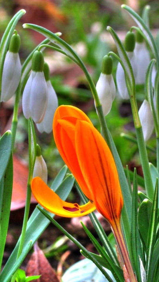 Download mobile wallpaper Flowers, Earth, Crocus for free.