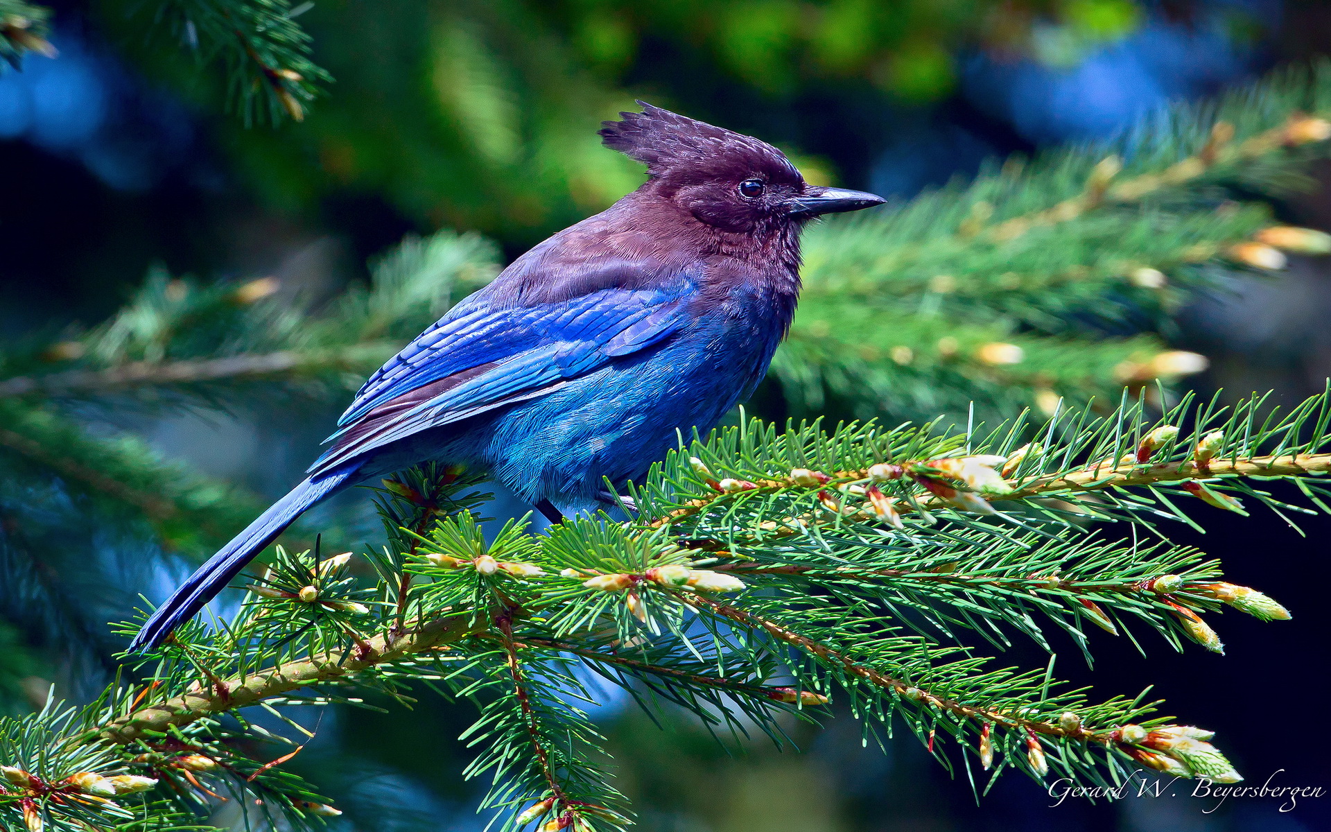 Laden Sie das Vogel, Vögel, Tiere-Bild kostenlos auf Ihren PC-Desktop herunter