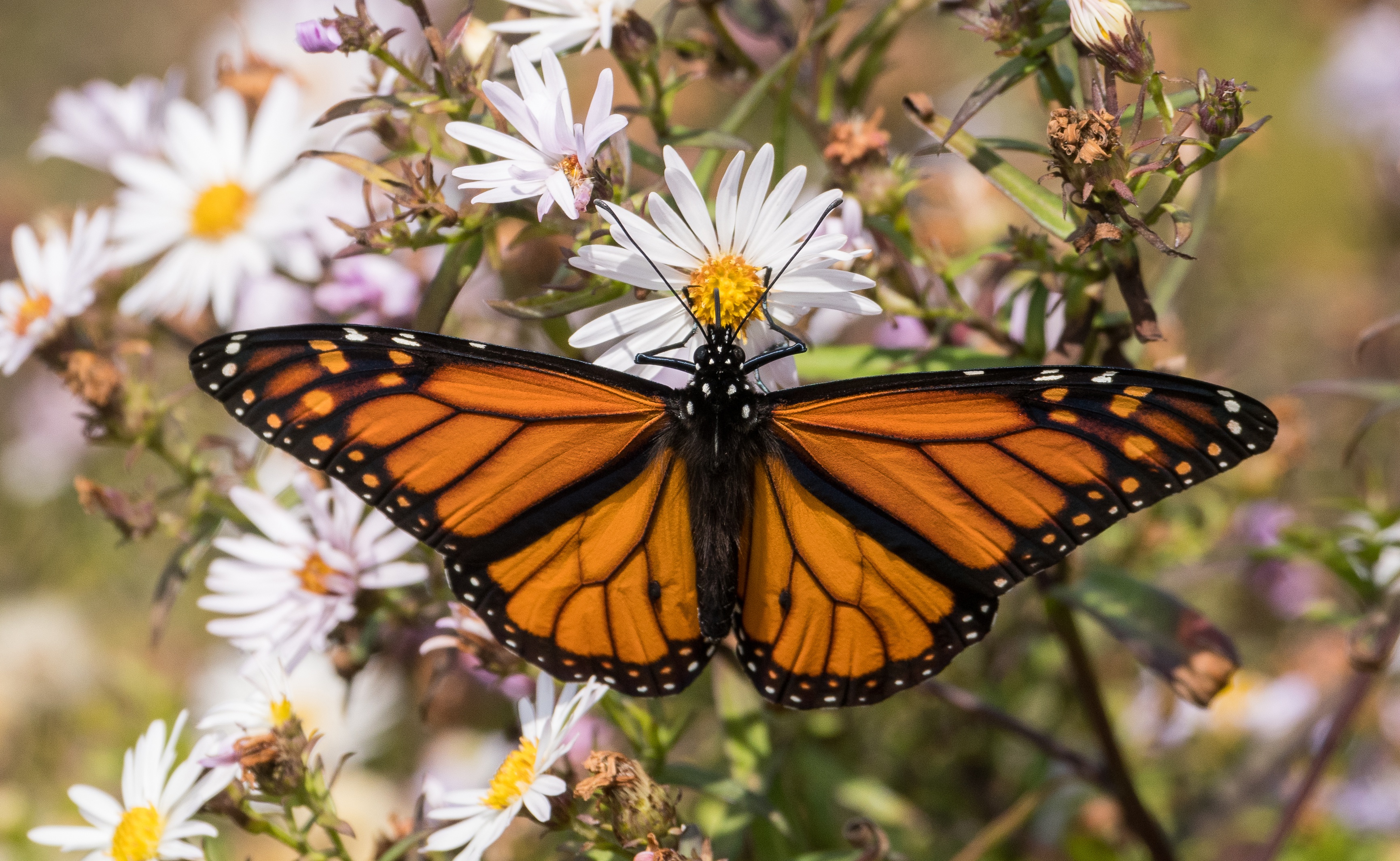 Download mobile wallpaper Flower, Macro, Insect, Butterfly, Animal for free.