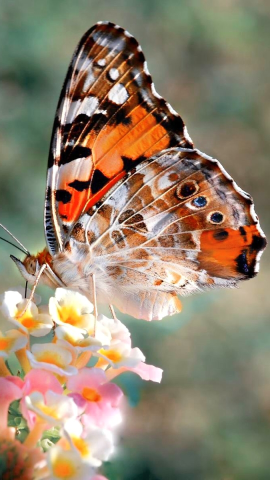 Handy-Wallpaper Tiere, Schmetterlinge, Frühling kostenlos herunterladen.