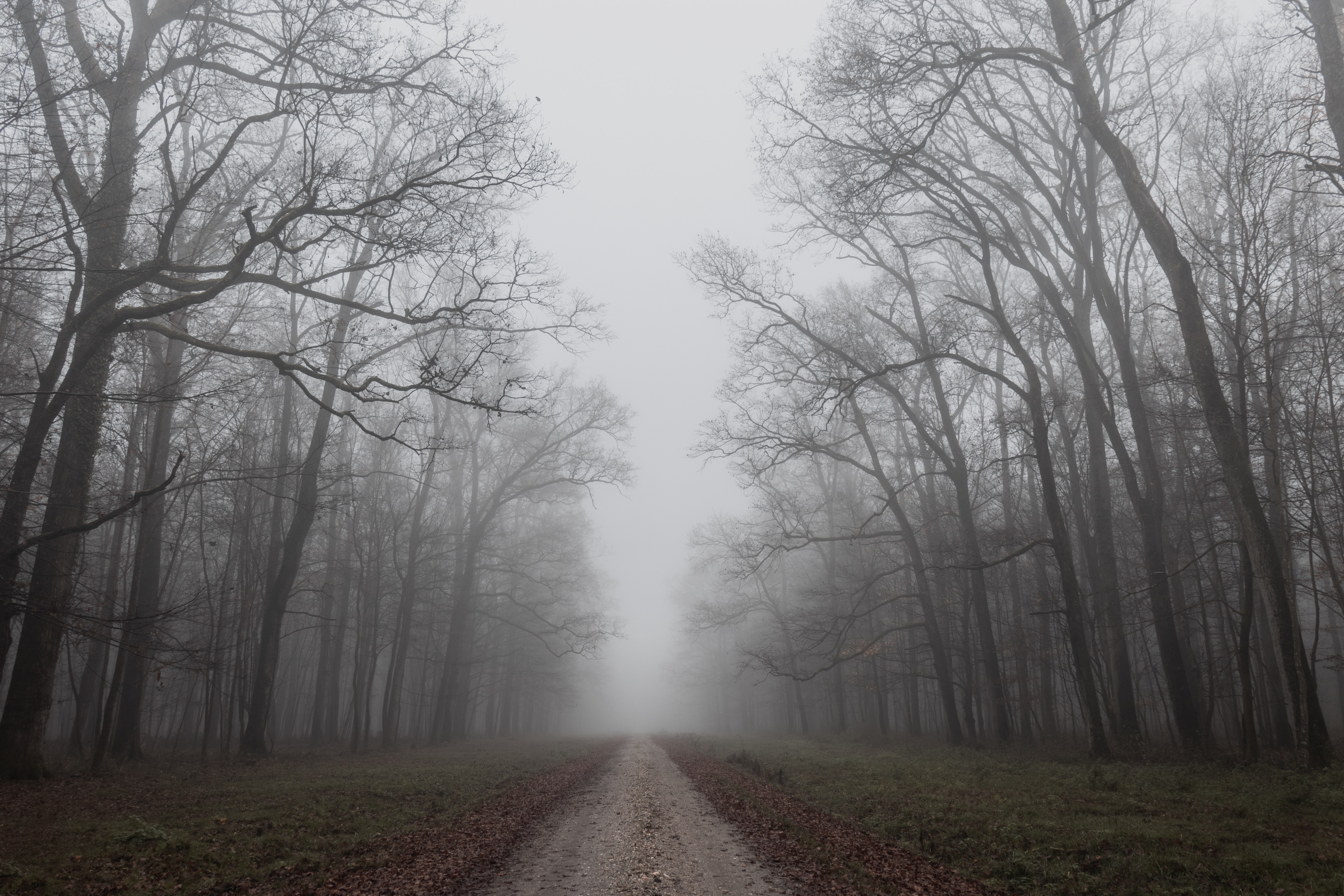 Download mobile wallpaper Trees, Nature, Autumn, Fog, Road for free.