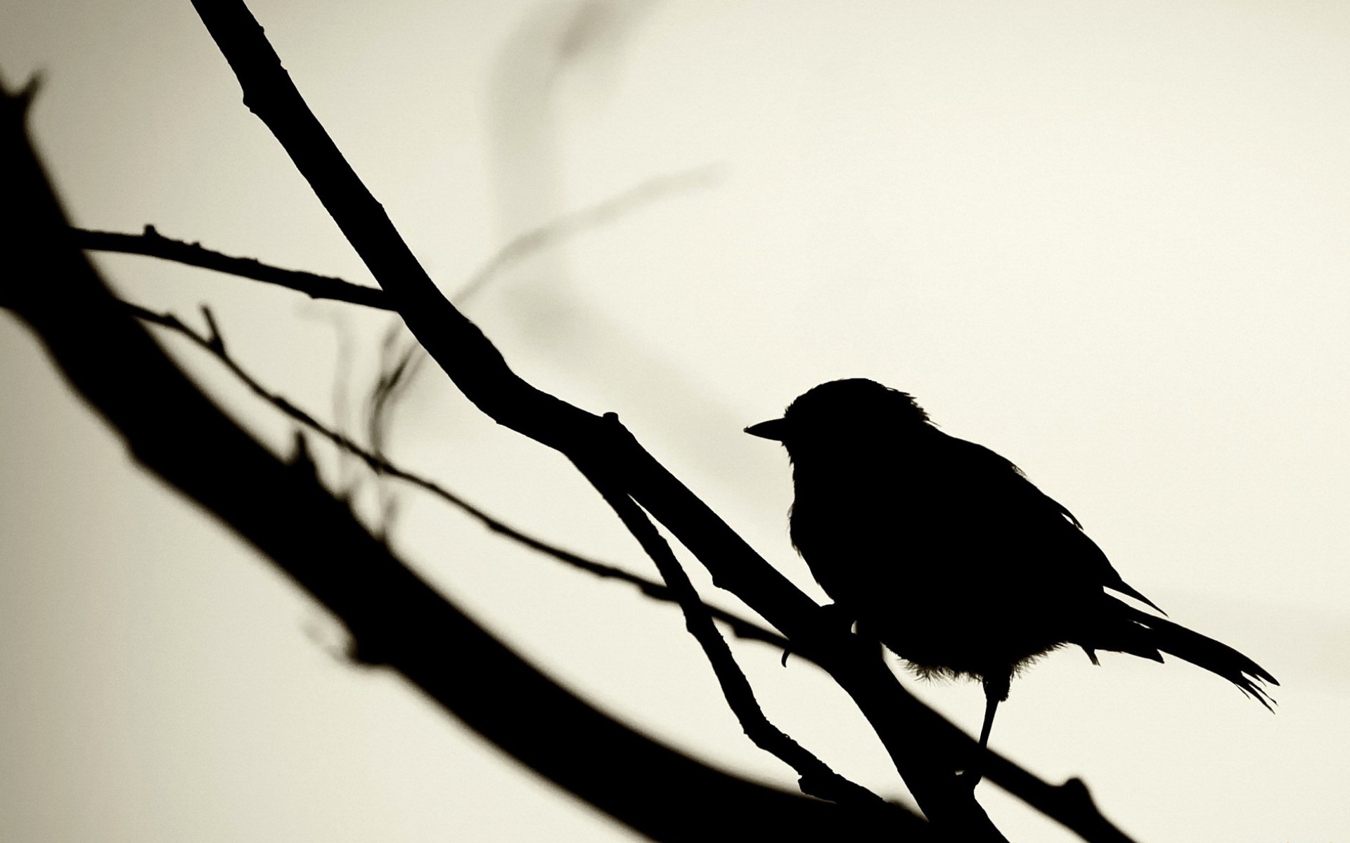 Baixe gratuitamente a imagem Pássaro, Aves, Animais na área de trabalho do seu PC