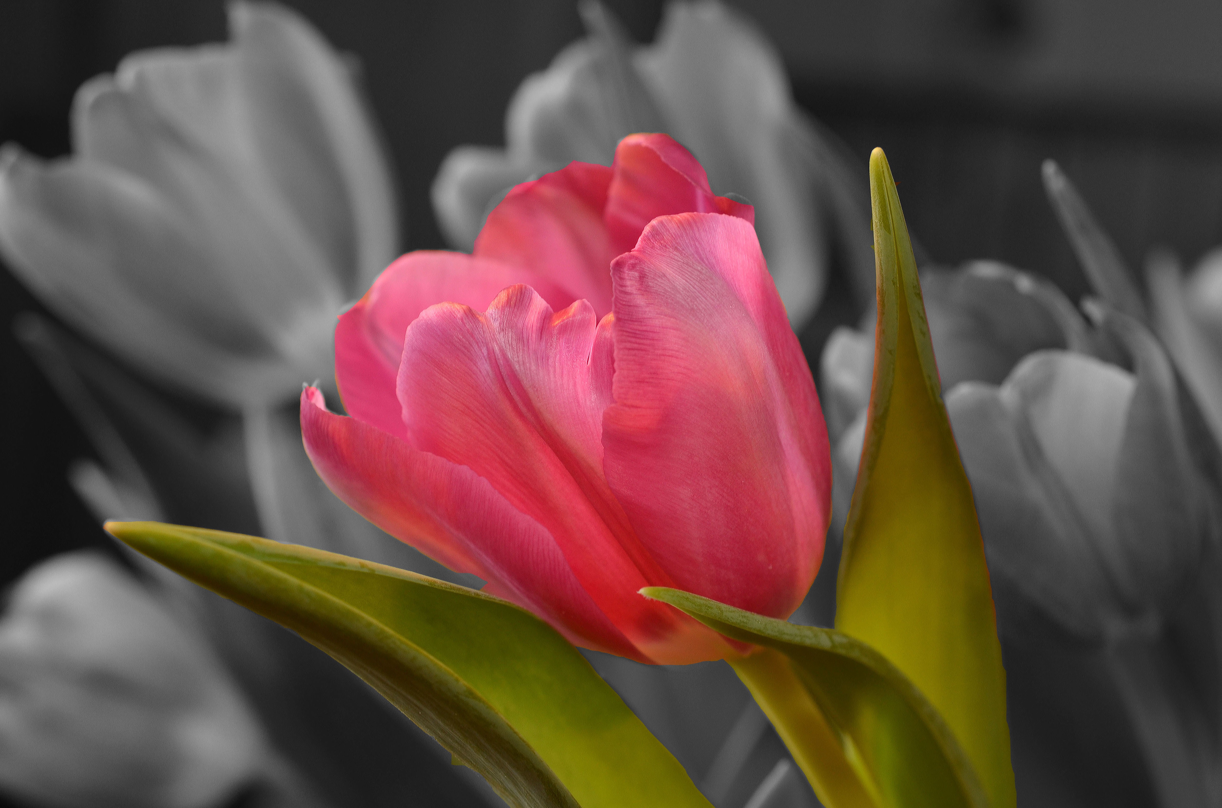 Free download wallpaper Nature, Flowers, Flower, Earth, Tulip, Pink Flower, Selective Color on your PC desktop