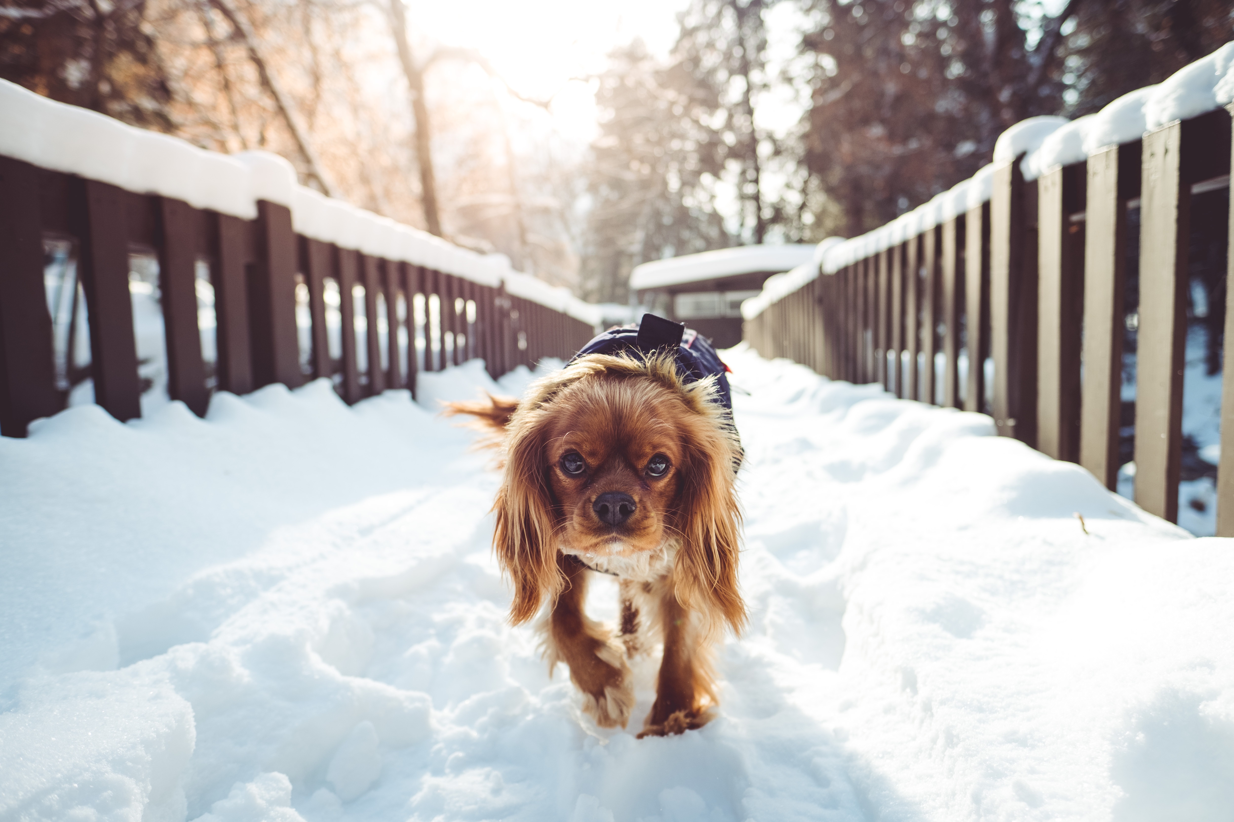 Download mobile wallpaper Dog, Animals, Winter, Stroll for free.