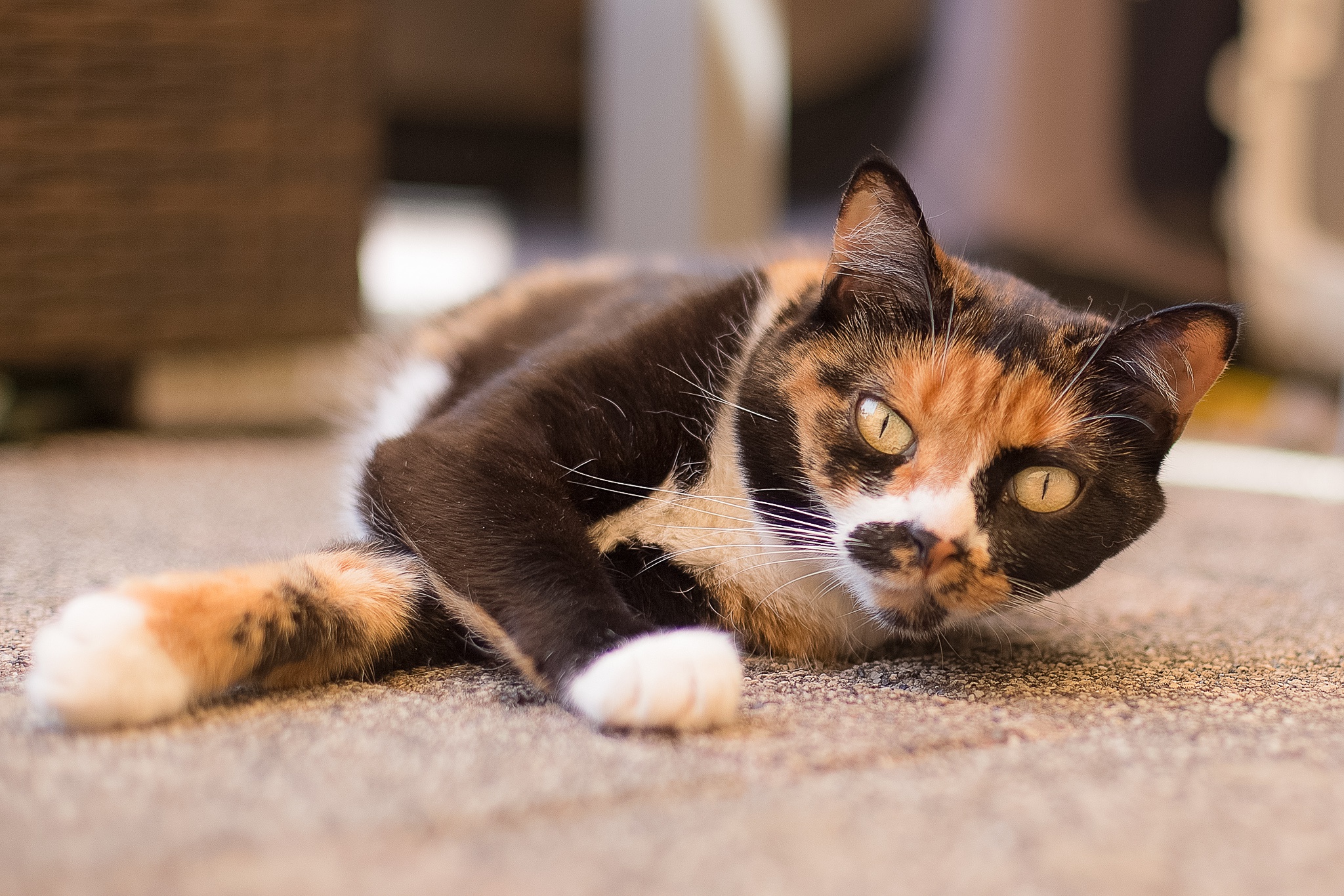 Baixe gratuitamente a imagem Animais, Gatos, Gato, Olhar Fixamente na área de trabalho do seu PC