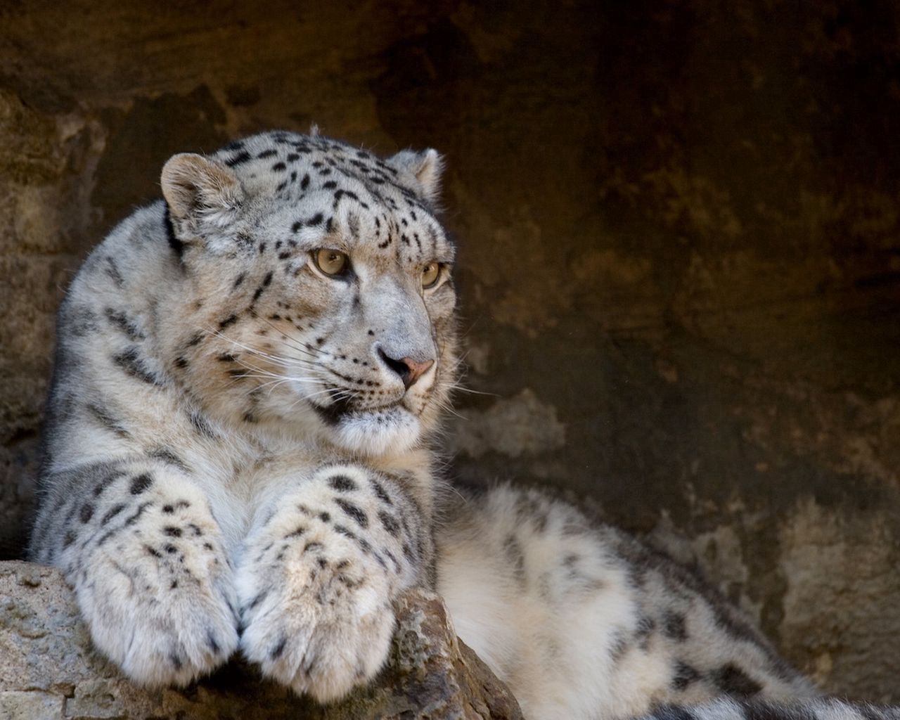 Download mobile wallpaper Snow Leopard, Lie, To Lie Down, Big Cat, Predator, Animals for free.
