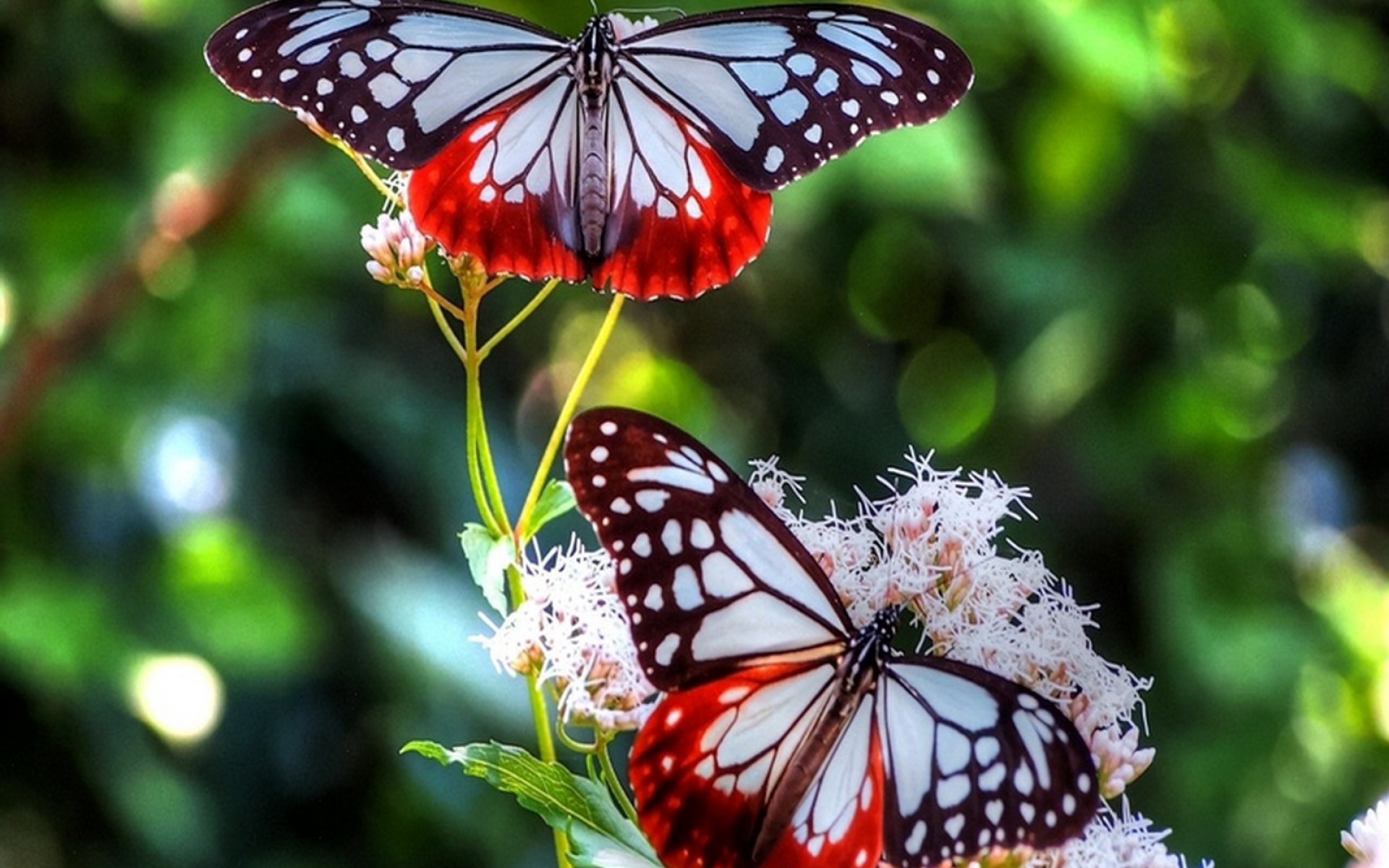 Download mobile wallpaper Close Up, Butterfly, Animal, Bokeh for free.