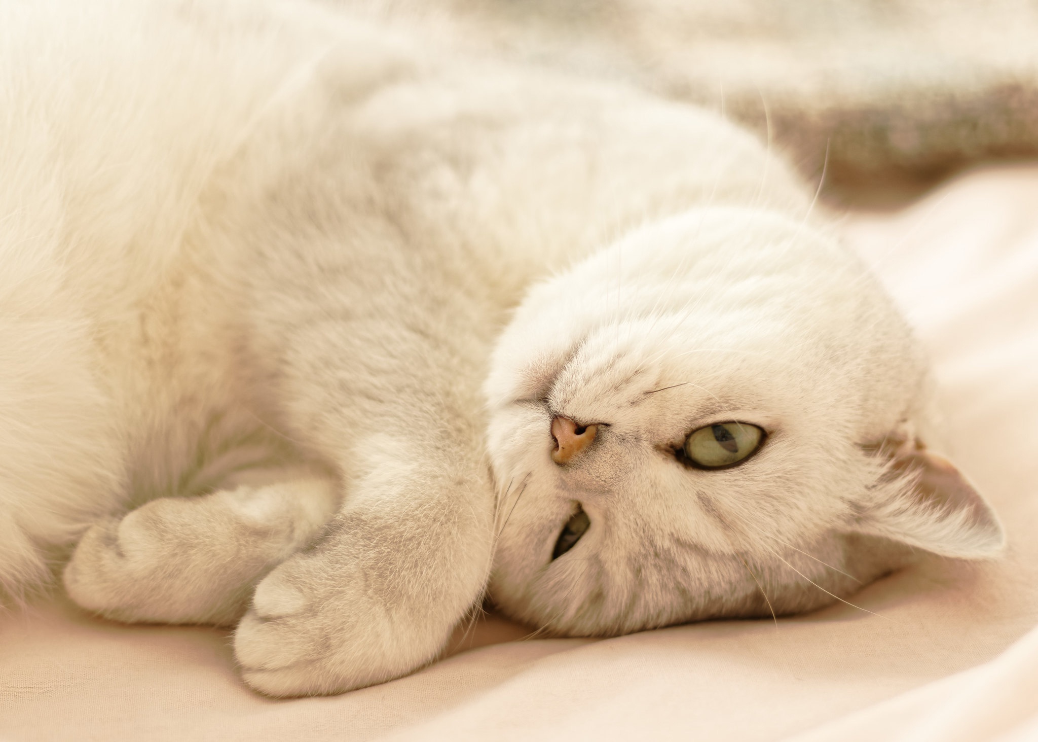 Free download wallpaper Cats, Animal, British Shorthair on your PC desktop
