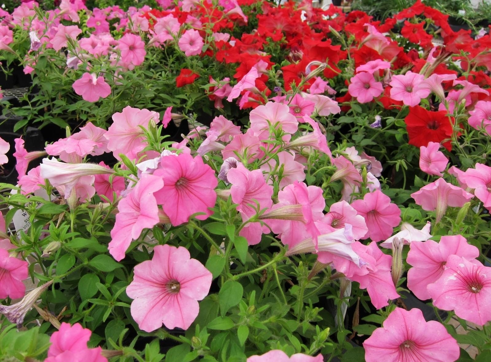 Free download wallpaper Petunia, Flowers, Pink, Greens on your PC desktop