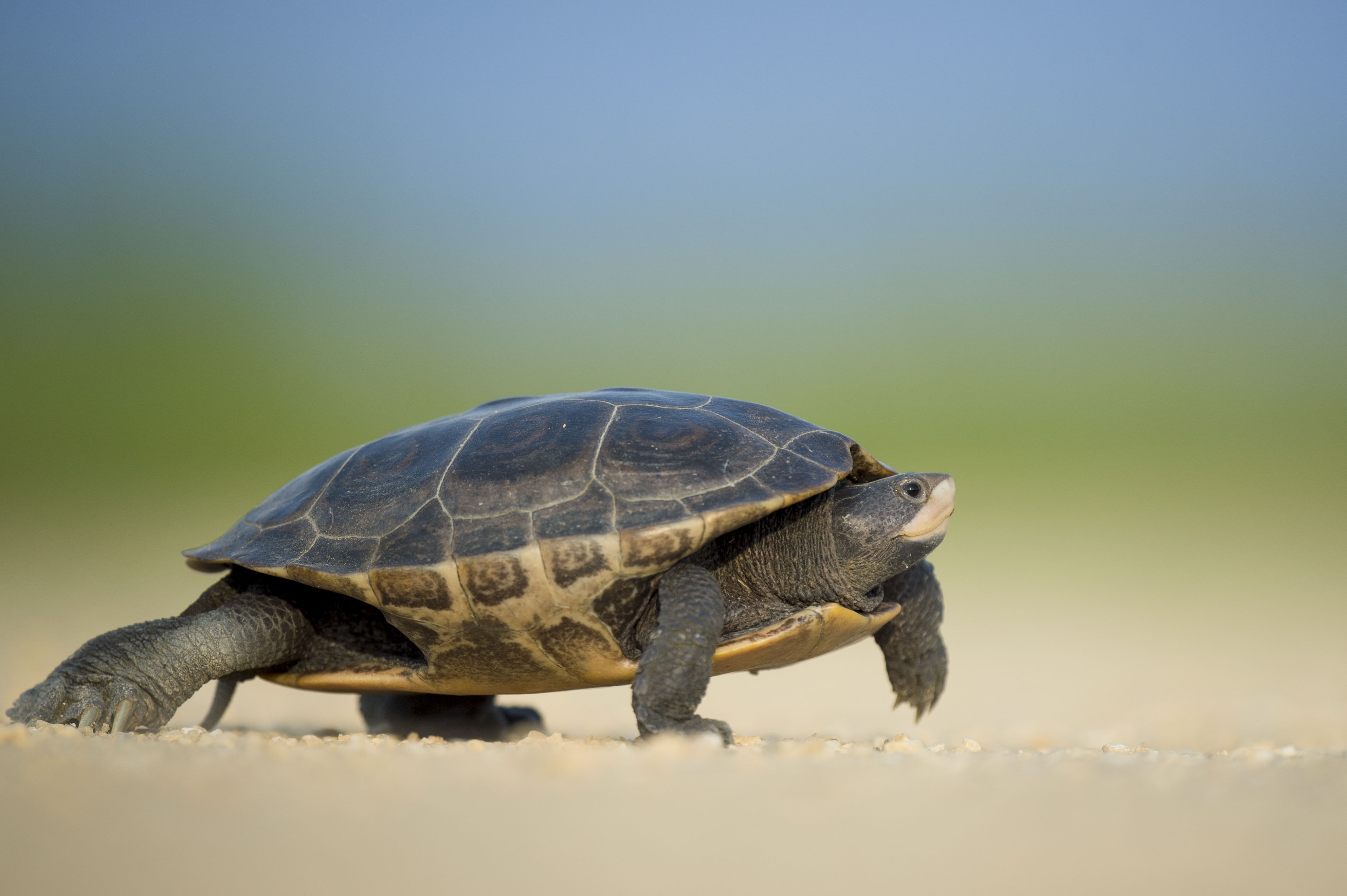 Download mobile wallpaper Turtles, Blur, Animal, Tortoise for free.
