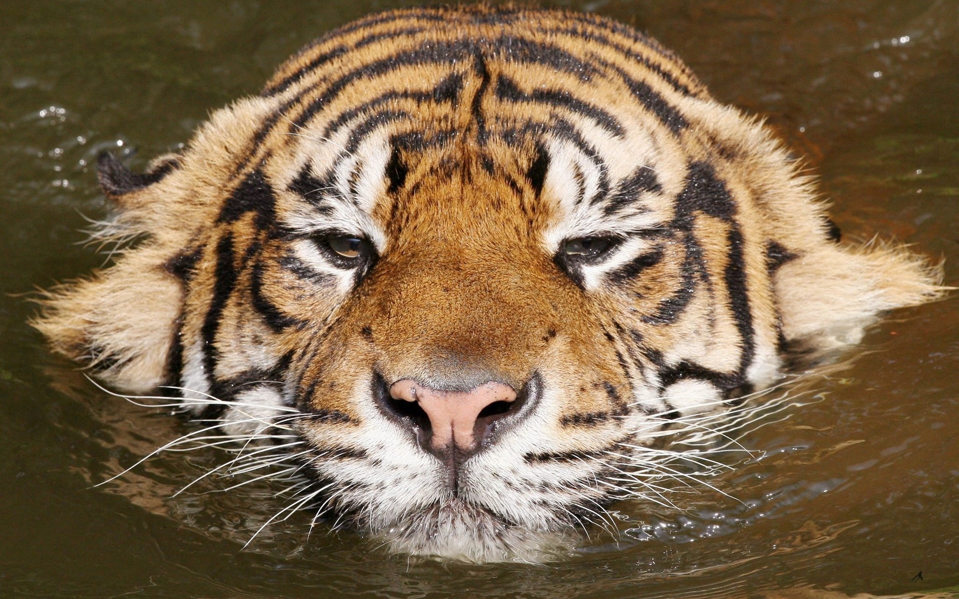 Téléchargez des papiers peints mobile Chats, Animaux, Tigre gratuitement.