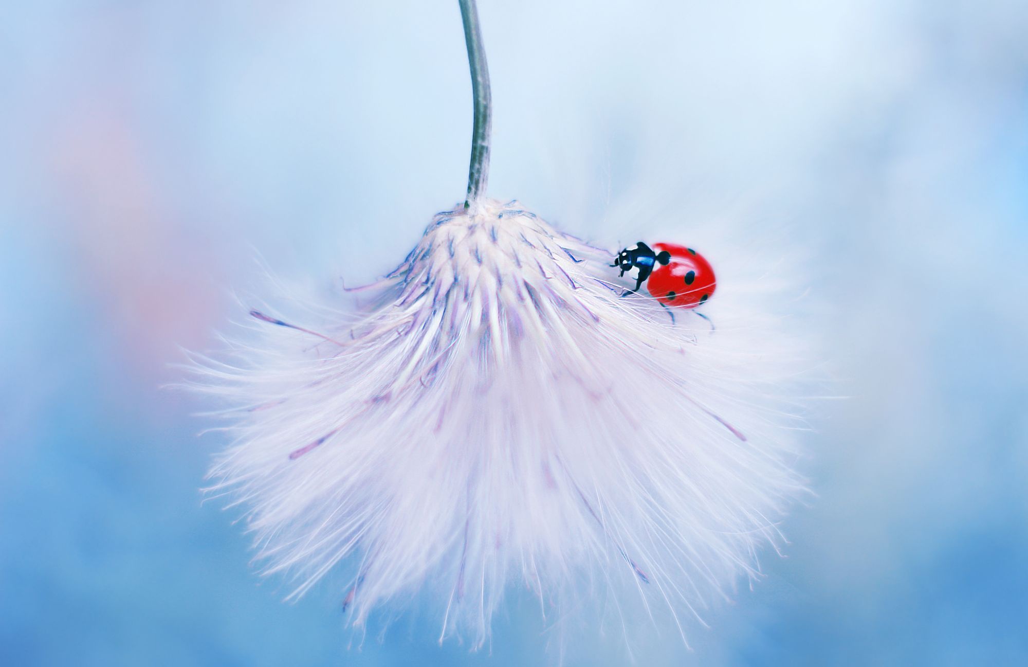 Free download wallpaper Macro, Insect, Animal, Ladybug on your PC desktop