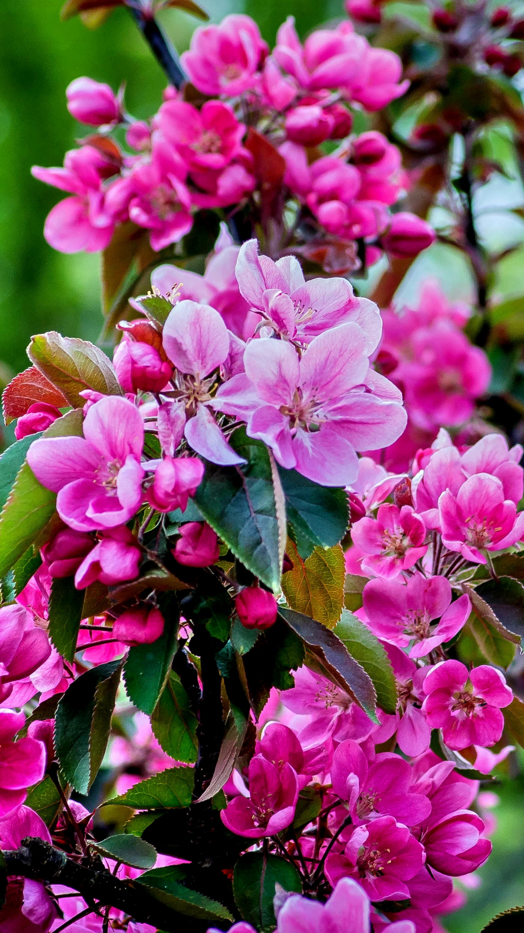 Download mobile wallpaper Flowers, Branch, Earth, Spring, Cherry Blossom, Blossom, Pink Flower for free.