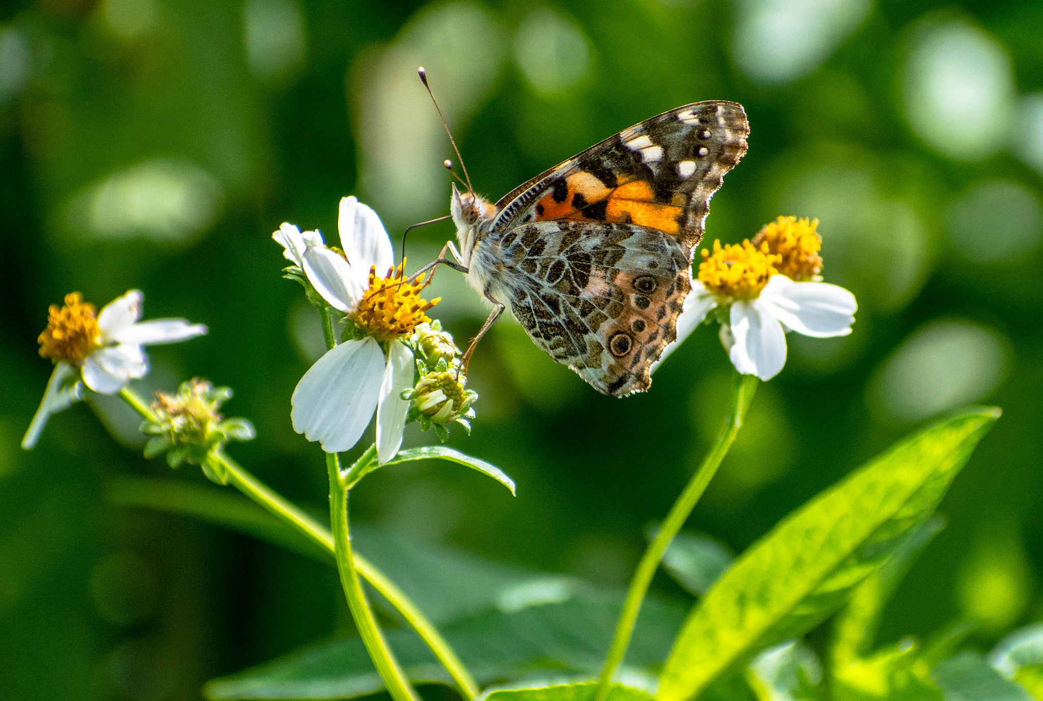 Descarga gratis la imagen Animales, Flor, Insecto, Mariposa, Macrofotografía en el escritorio de tu PC