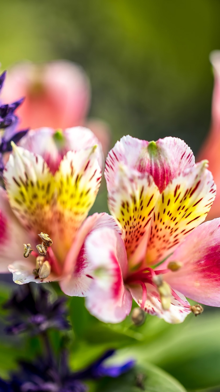 Descarga gratuita de fondo de pantalla para móvil de Naturaleza, Flores, Flor, Flor Rosa, Difuminar, Flor Purpura, Tierra/naturaleza, Difuminado.