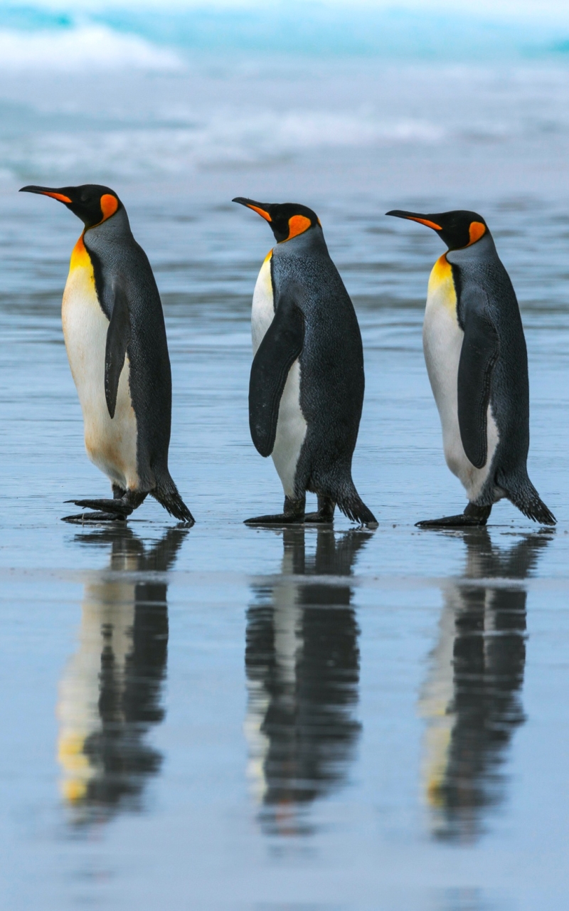 Descarga gratuita de fondo de pantalla para móvil de Animales, Reflexión, Pingüino, Aves, Reflejo.
