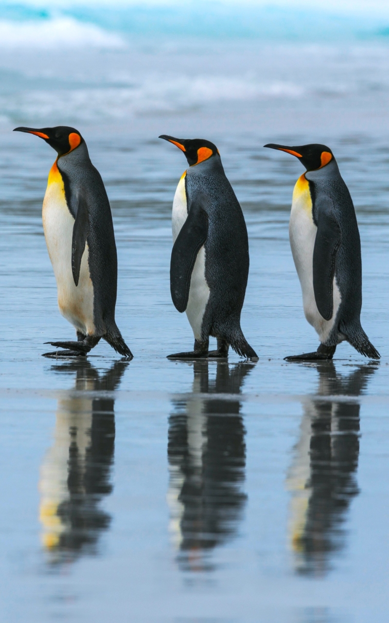 Baixar papel de parede para celular de Animais, Aves, Reflexão, Pinguim, Reflecção gratuito.