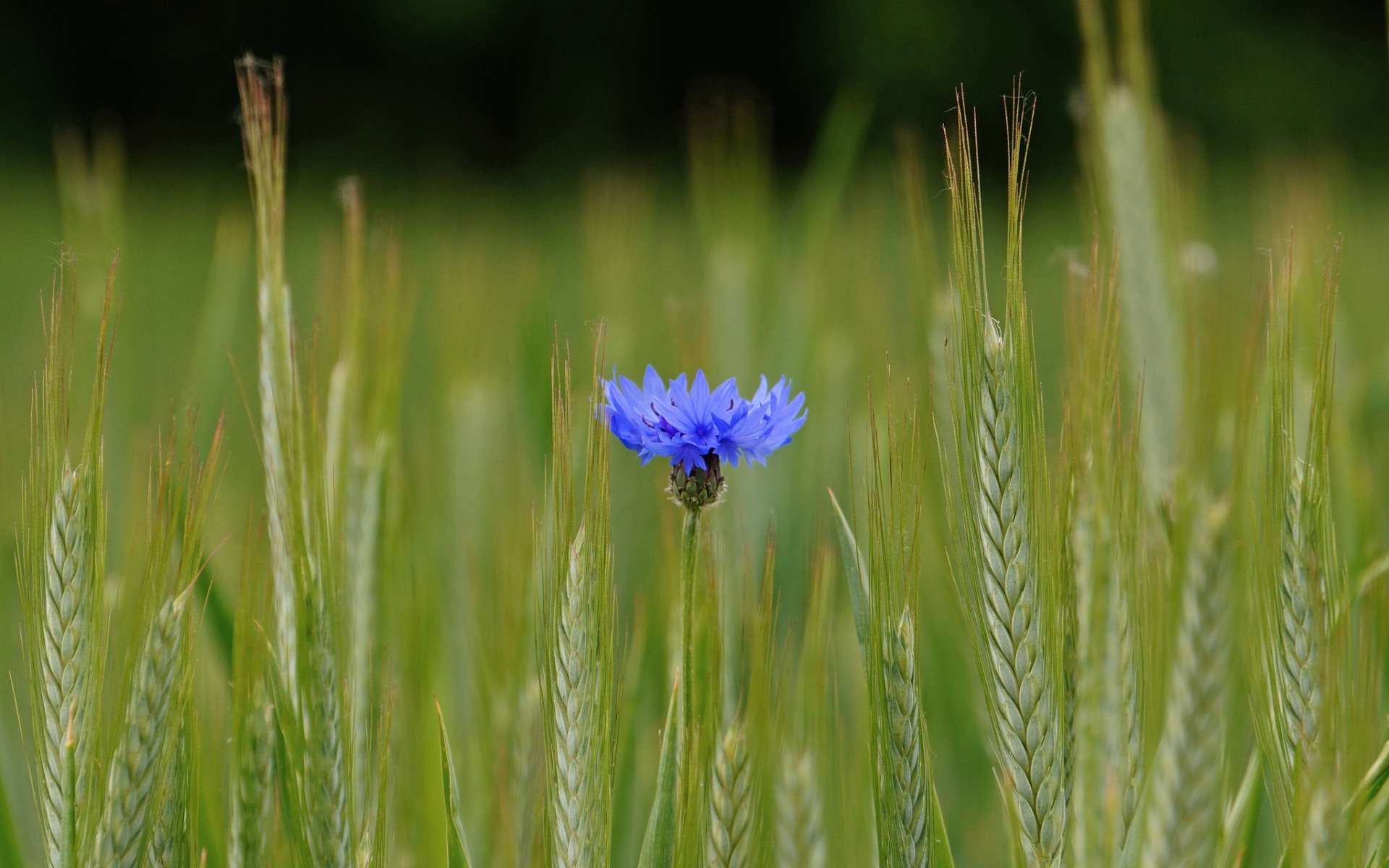 Free download wallpaper Flowers, Flower, Earth on your PC desktop