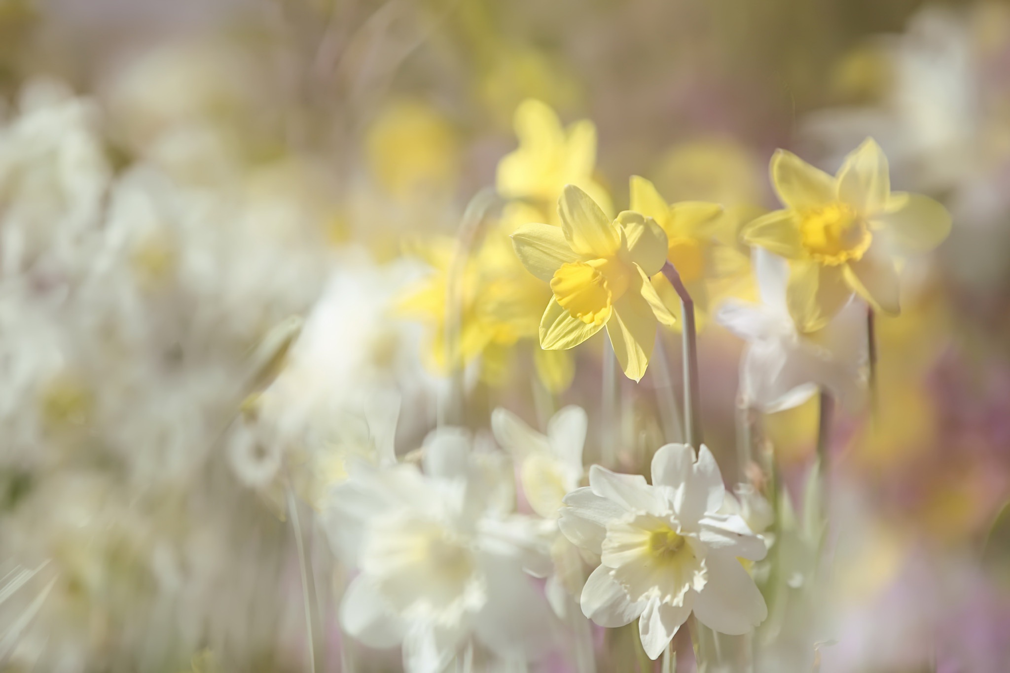 Free download wallpaper Nature, Flowers, Summer, Flower, Blur, Earth, Yellow Flower, White Flower, Daffodil on your PC desktop