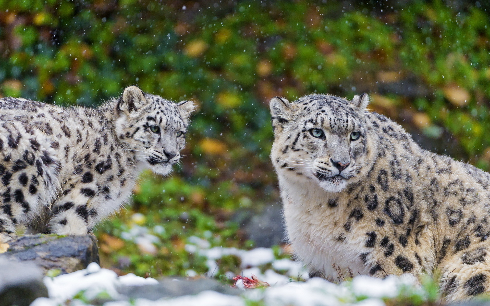Free download wallpaper Snow Leopard, Animal on your PC desktop